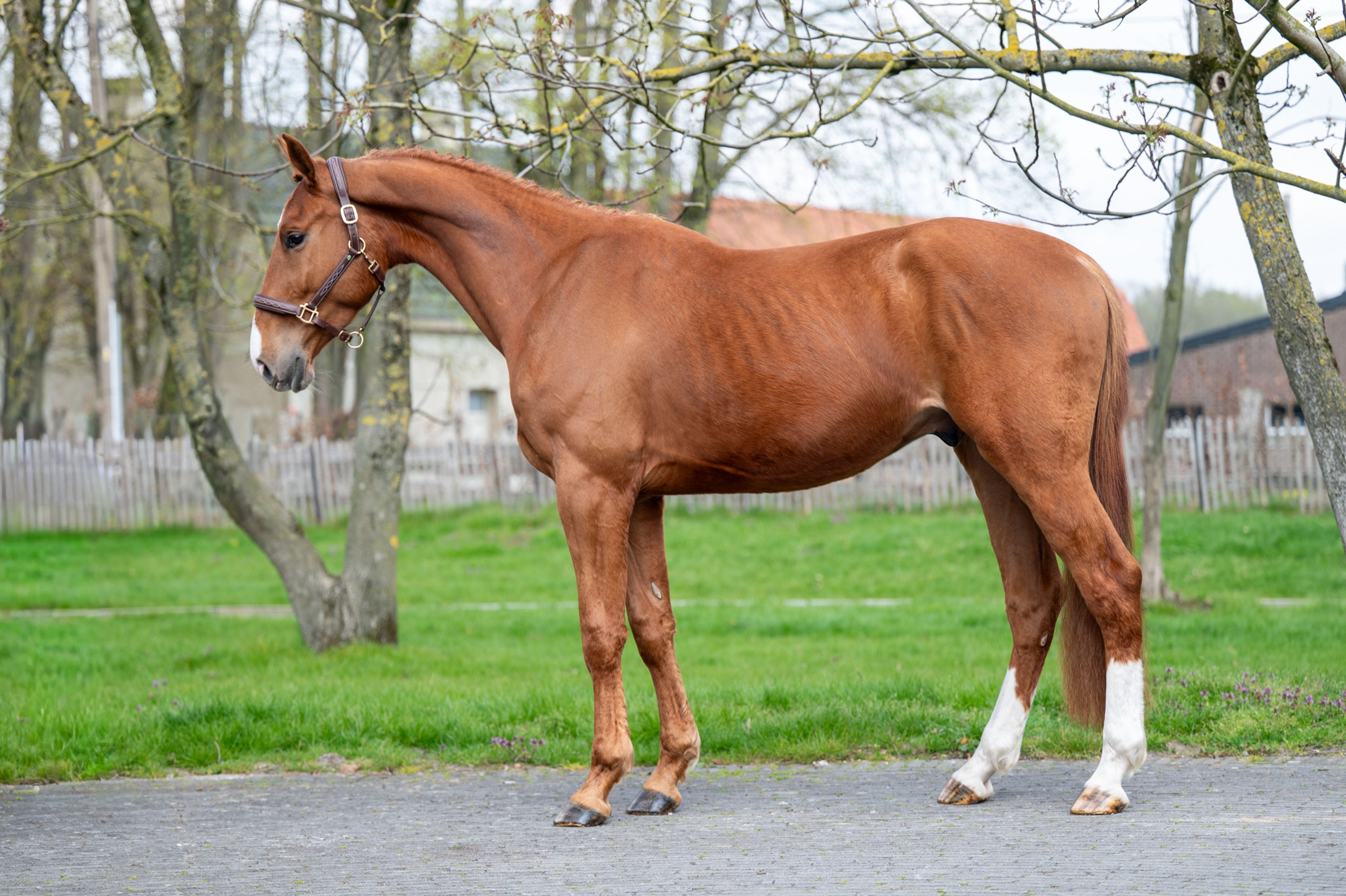 Warrior Aeg (INAICO VDL x ESPRILLIO) - Image 3