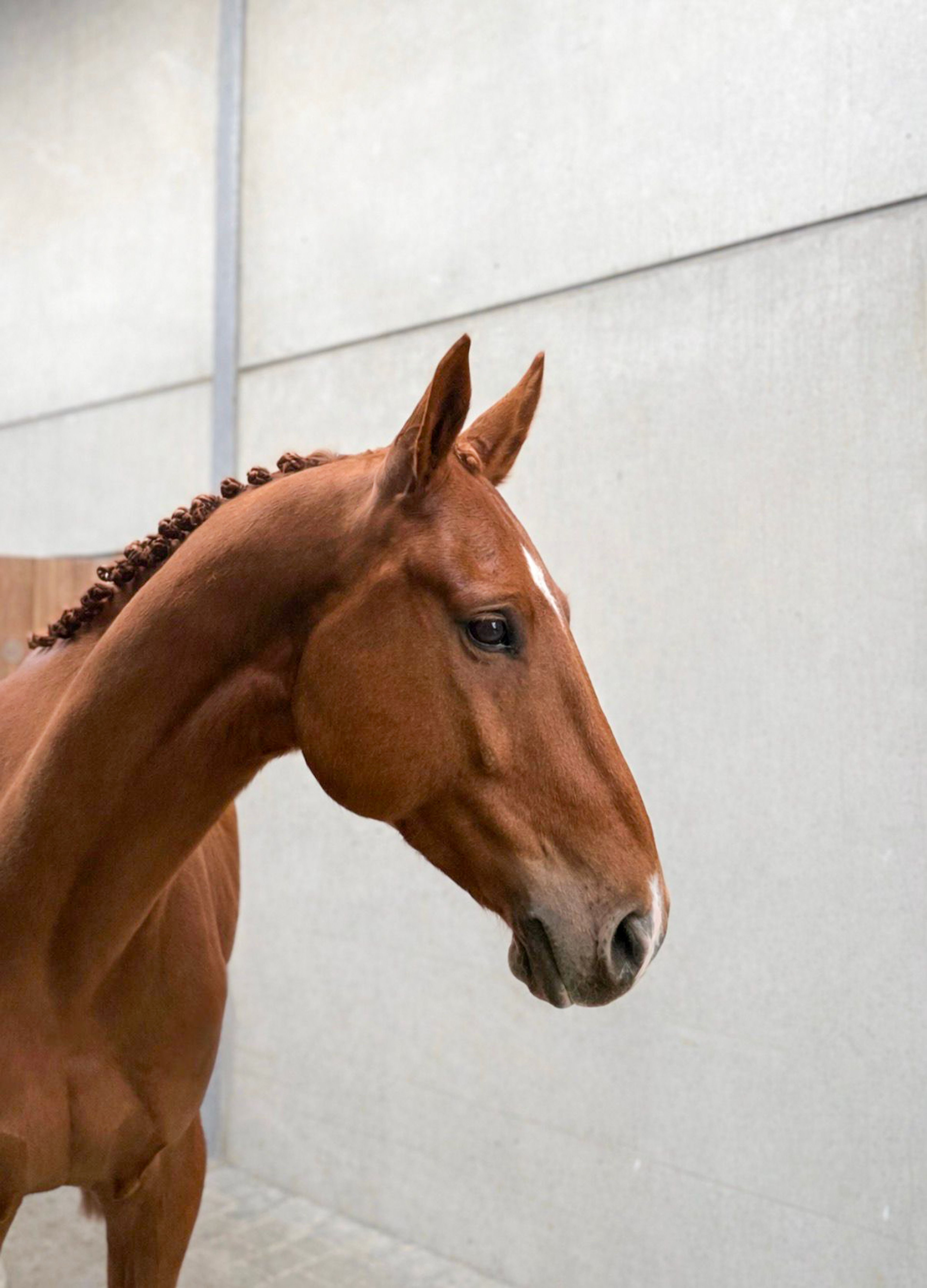 Warrior Aeg (INAICO VDL x ESPRILLIO) - Image 4