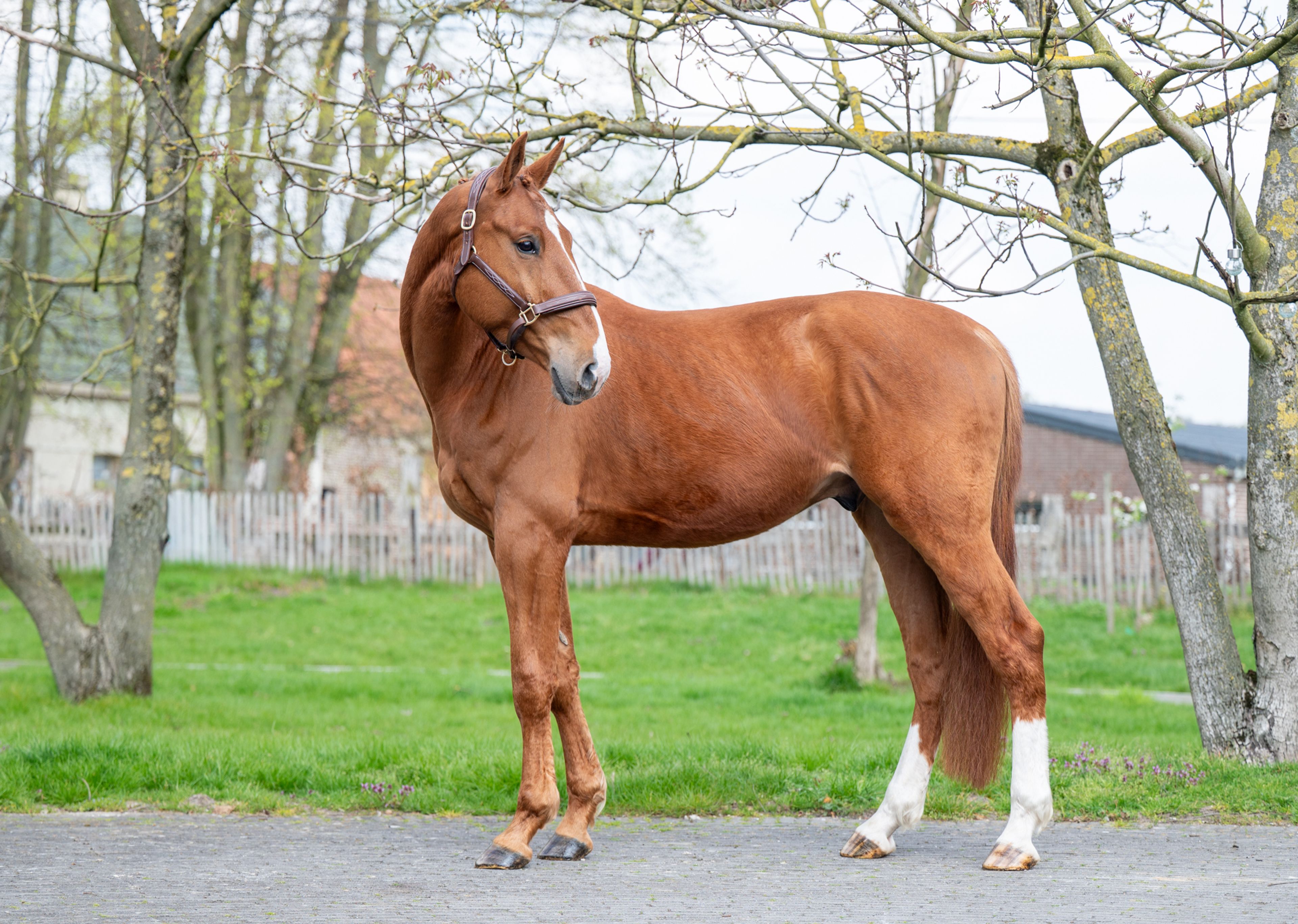 Warrior Aeg (INAICO VDL x ESPRILLIO) - Image 5