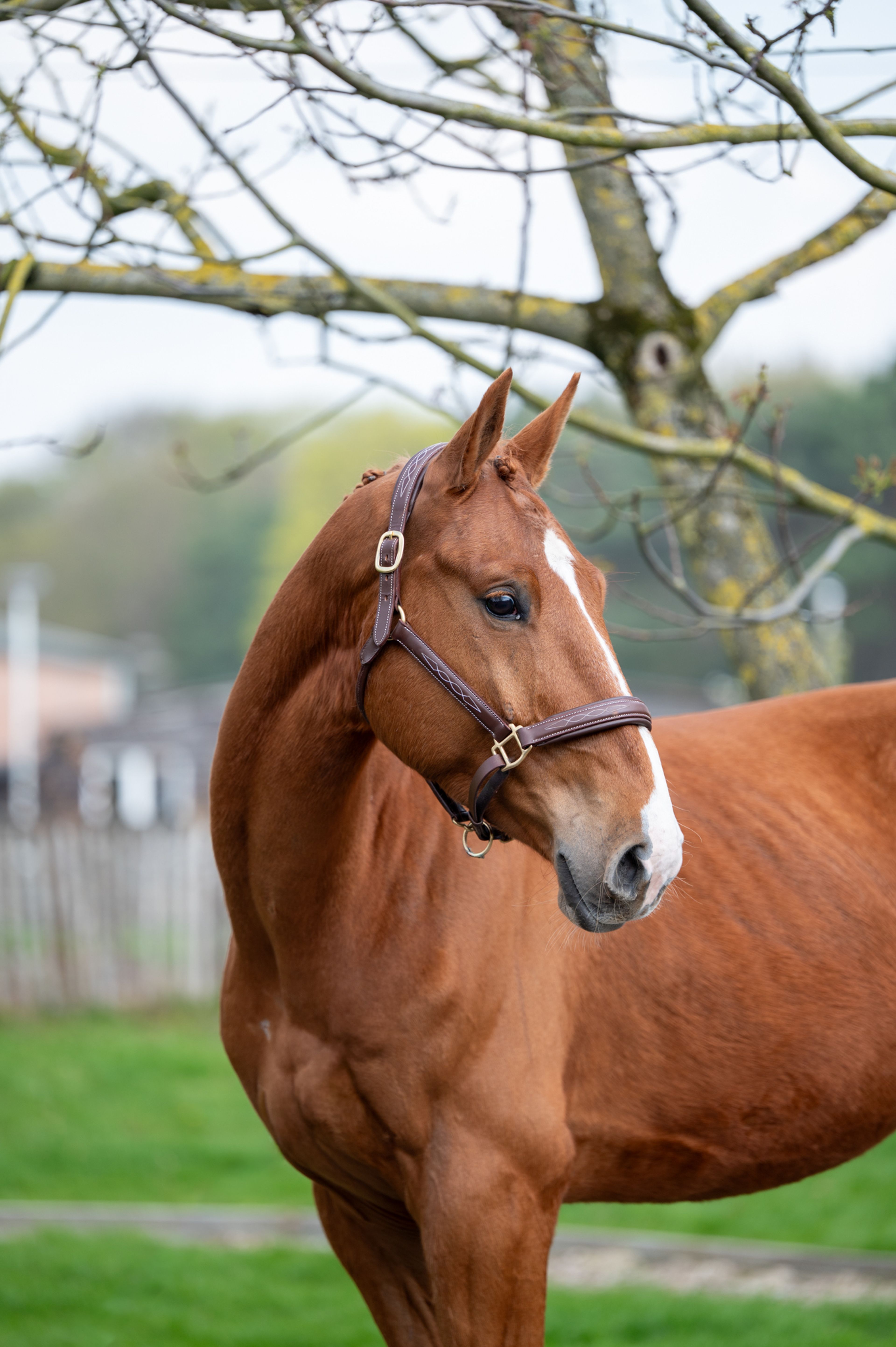 Warrior Aeg (INAICO VDL x ESPRILLIO) - Image 7