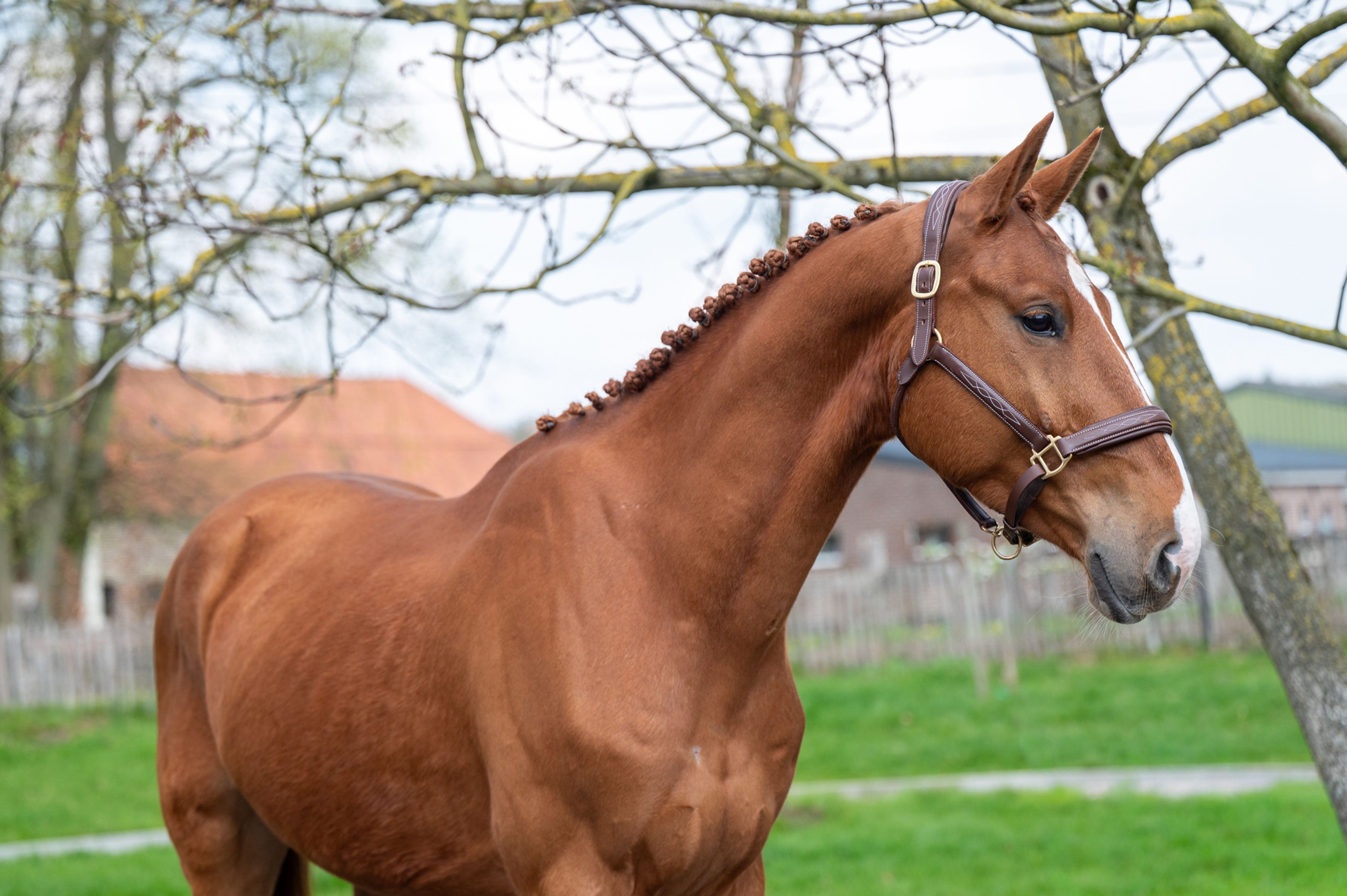 Warrior Aeg (INAICO VDL x ESPRILLIO) - Image 8