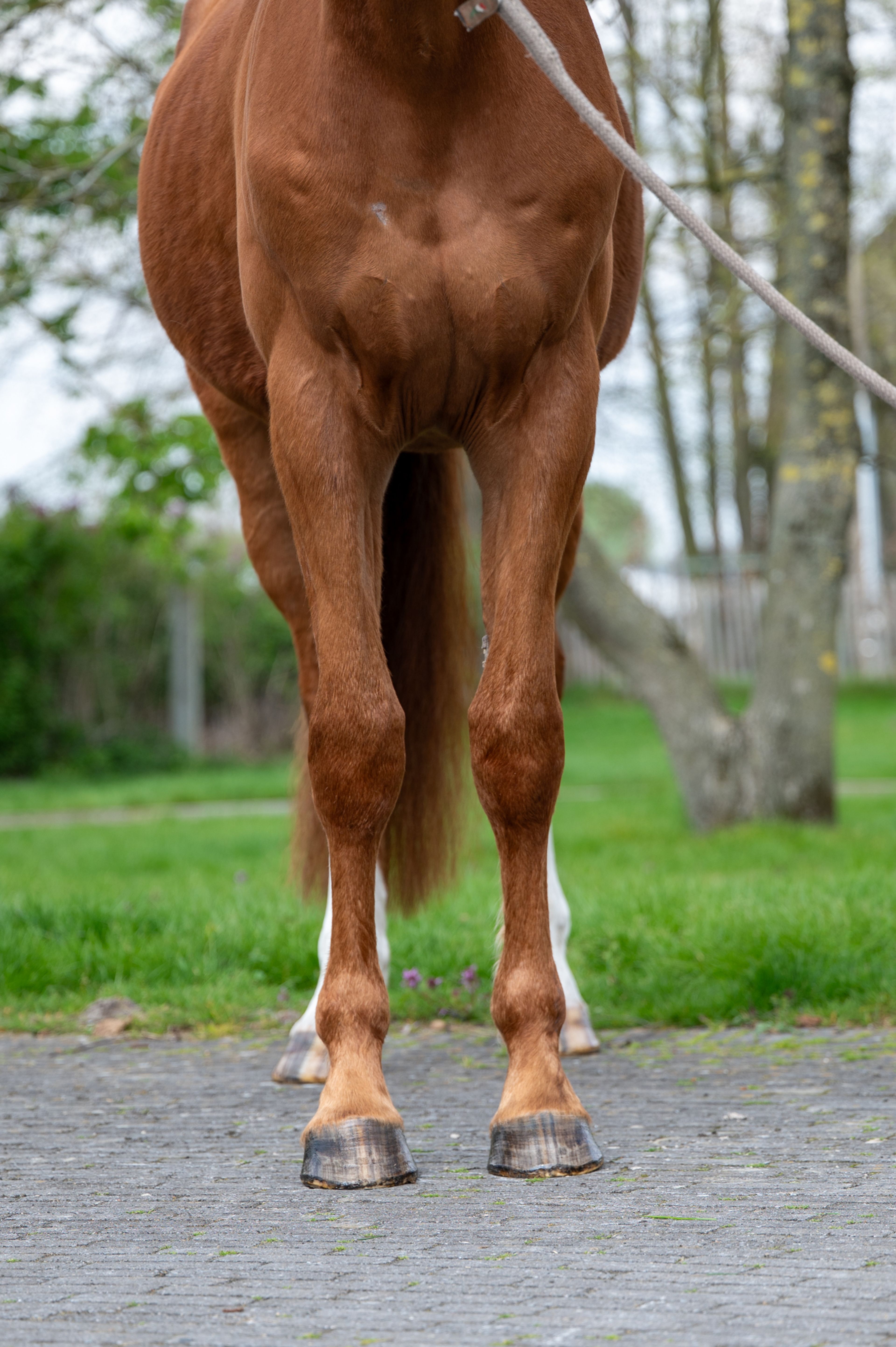 Warrior Aeg (INAICO VDL x ESPRILLIO) - Image 9