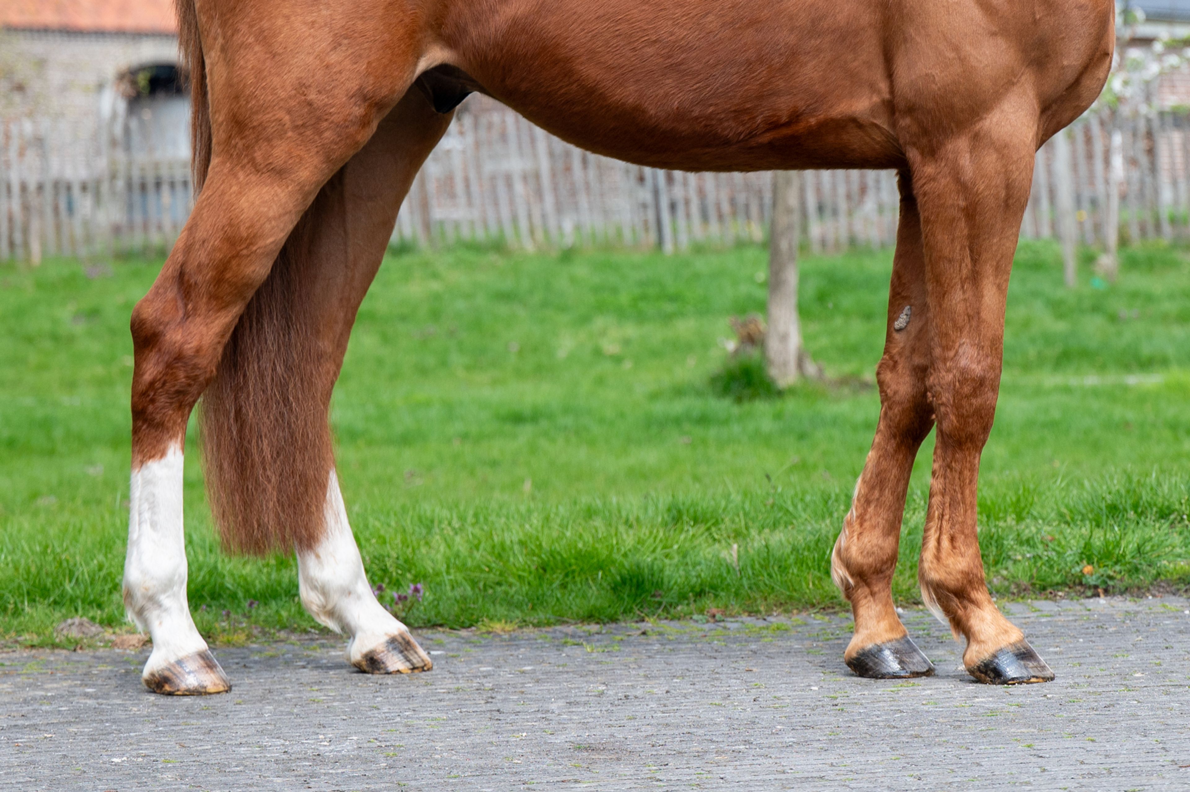 Warrior Aeg (INAICO VDL x ESPRILLIO) - Image 10