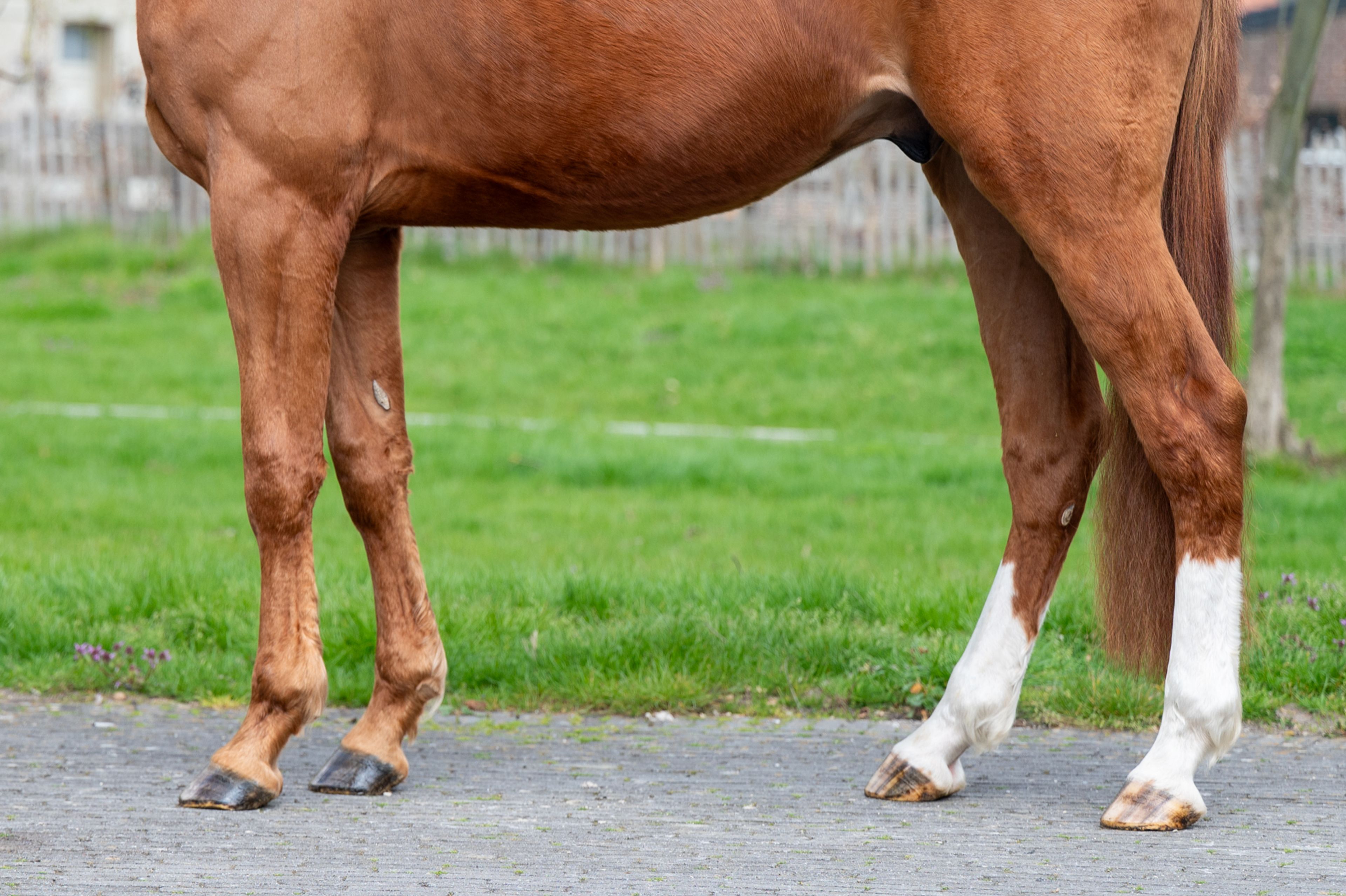 Warrior Aeg (INAICO VDL x ESPRILLIO) - Image 11