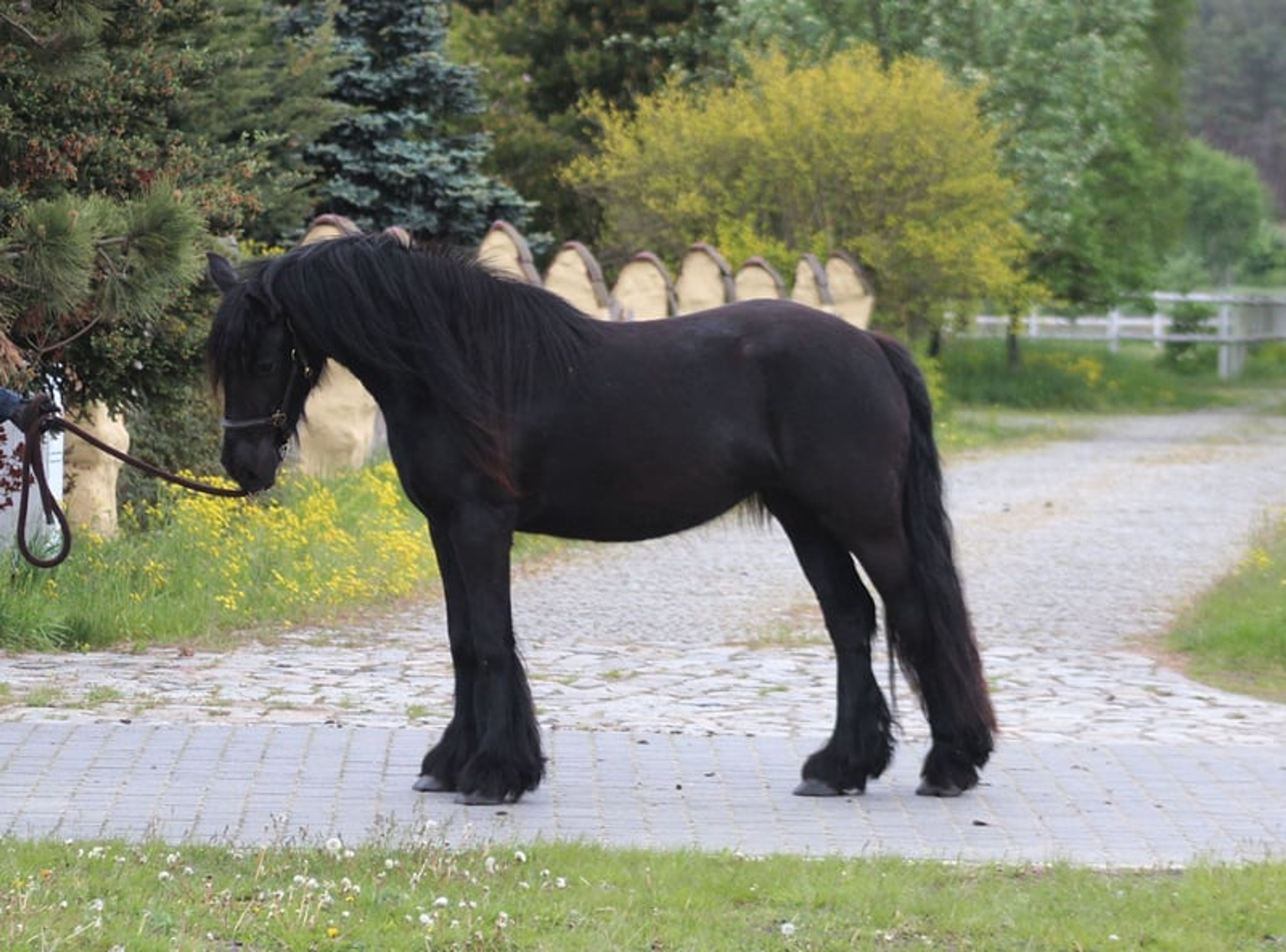 Super-safe and easy-to-ride pony for any rider!