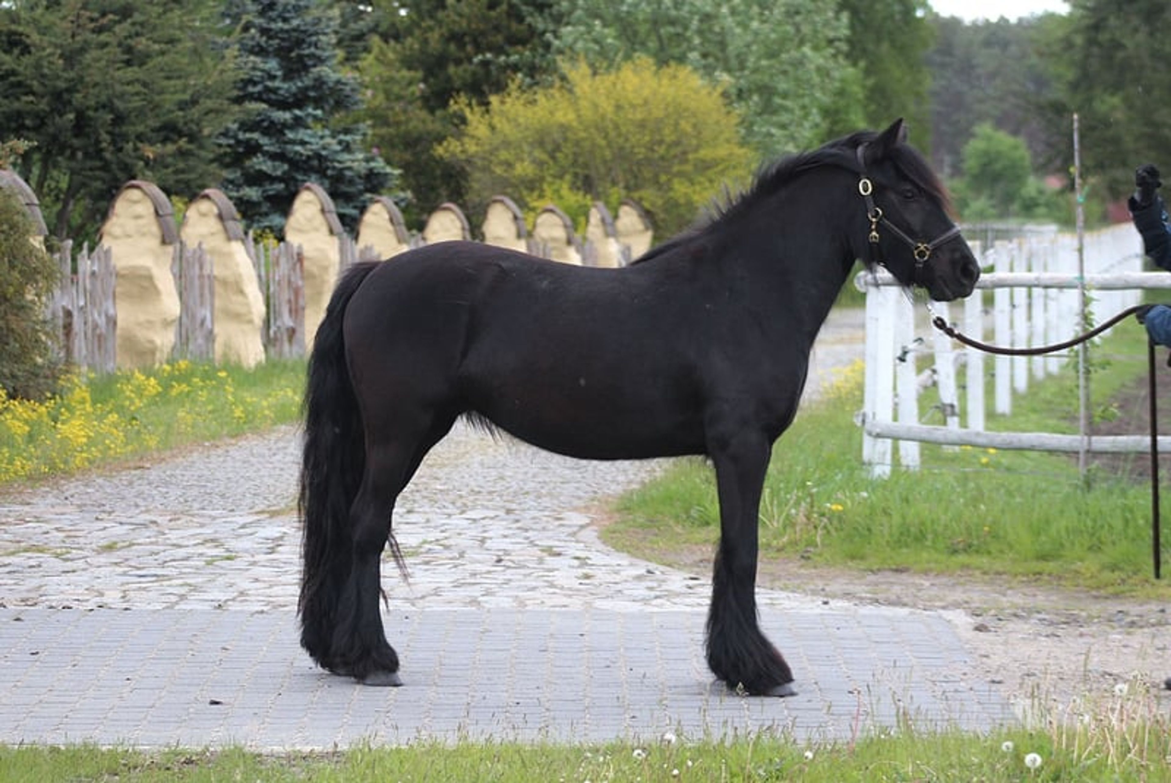 Super-safe and easy-to-ride pony for any rider! - Image 2