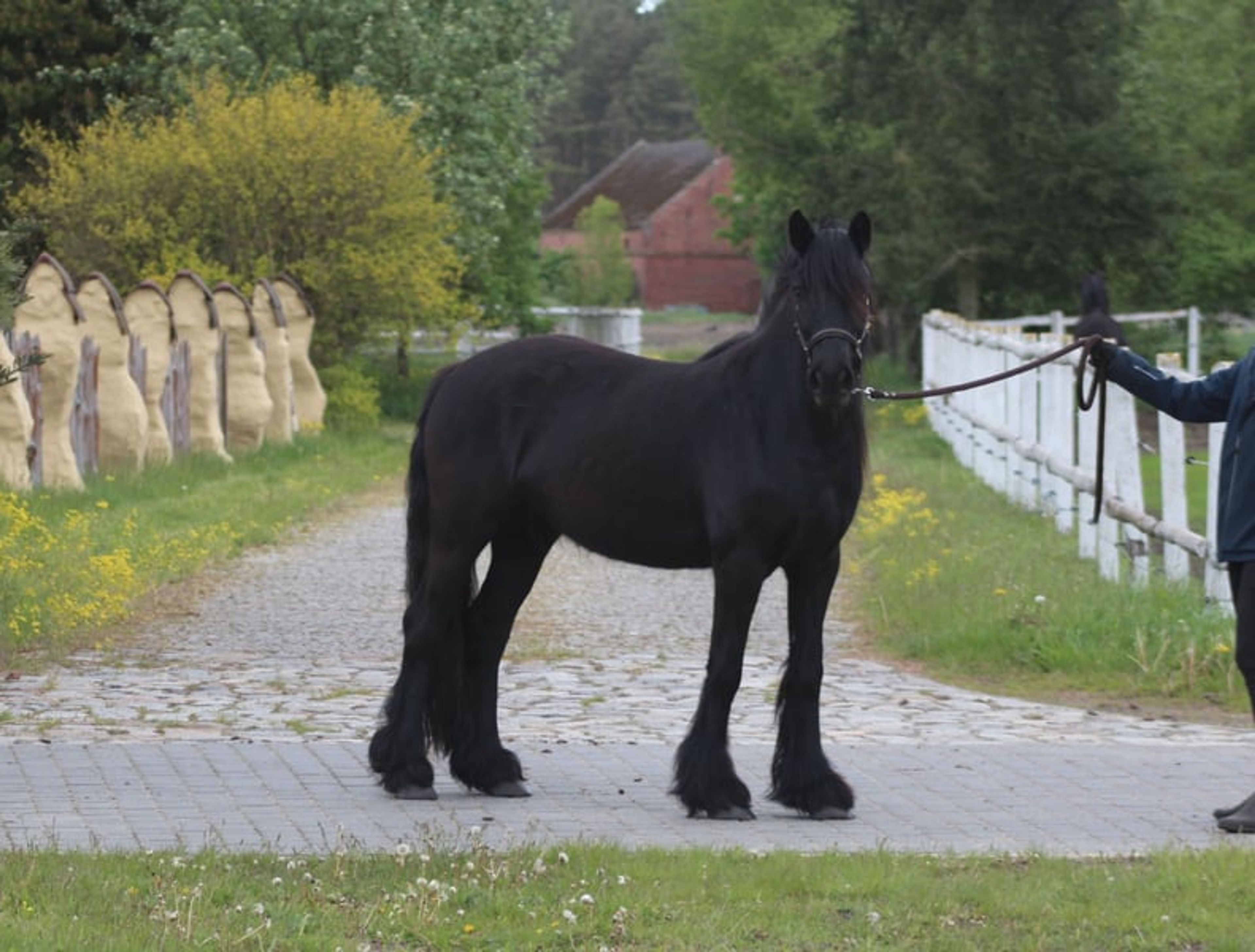 Super-safe and easy-to-ride pony for any rider! - Image 3