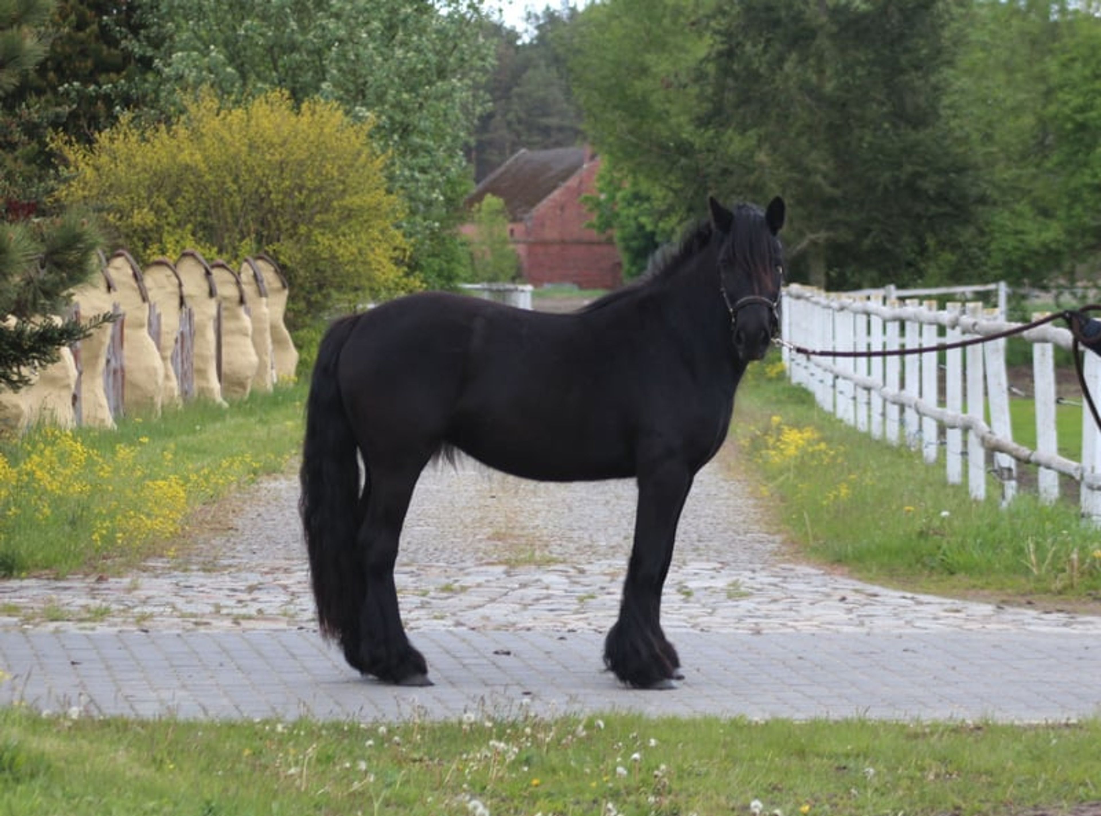 Super-safe and easy-to-ride pony for any rider! - Image 4