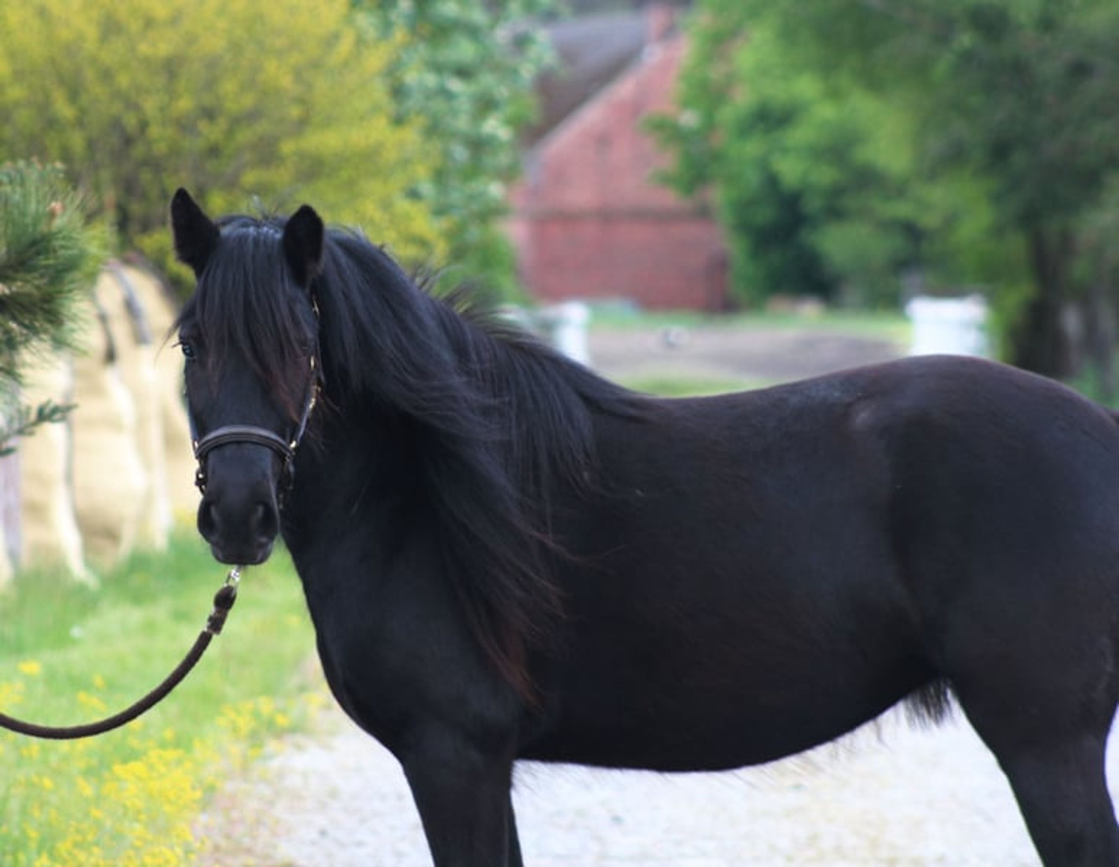 Super-safe and easy-to-ride pony for any rider! - Image 5