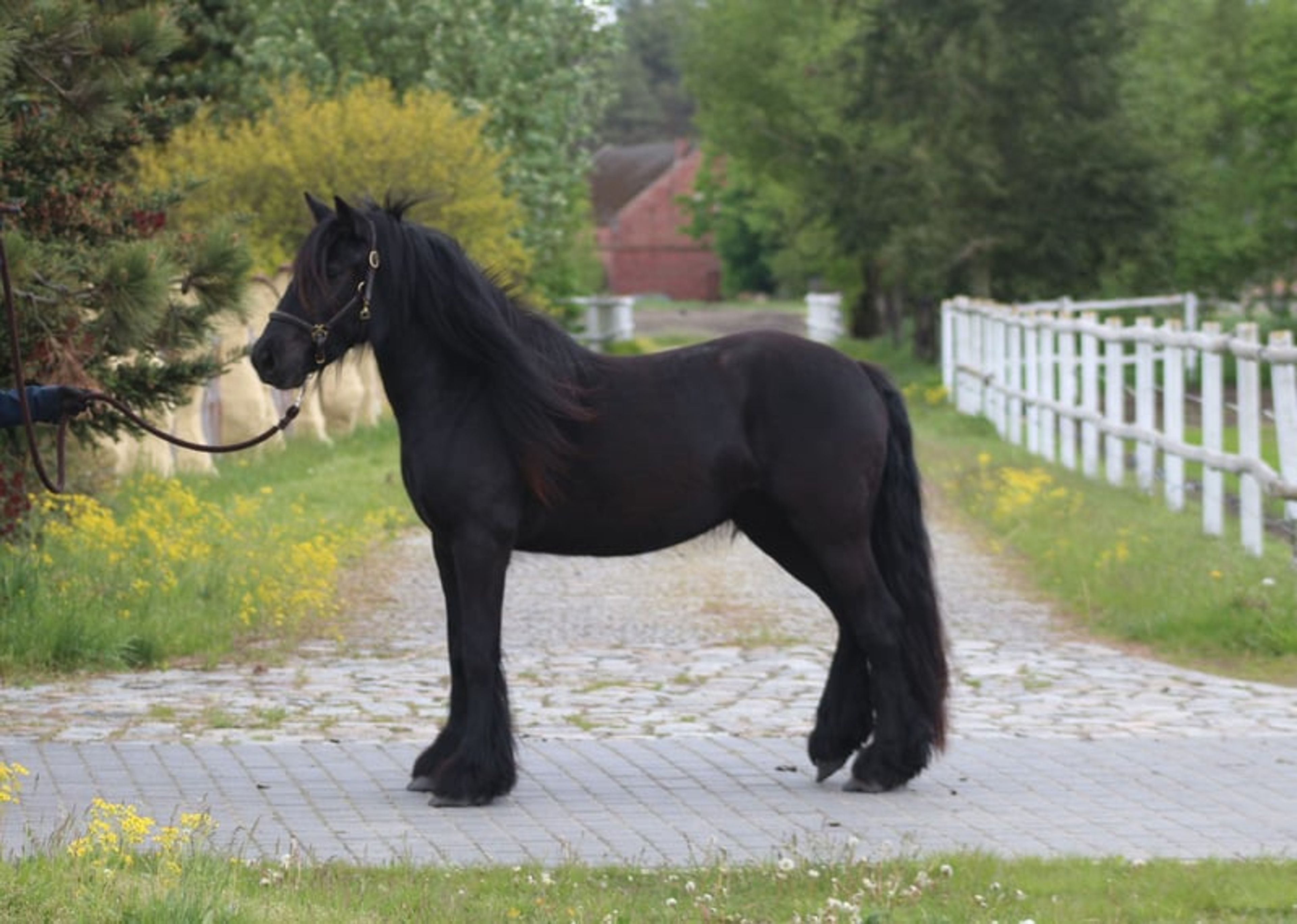 Super-safe and easy-to-ride pony for any rider! - Image 6