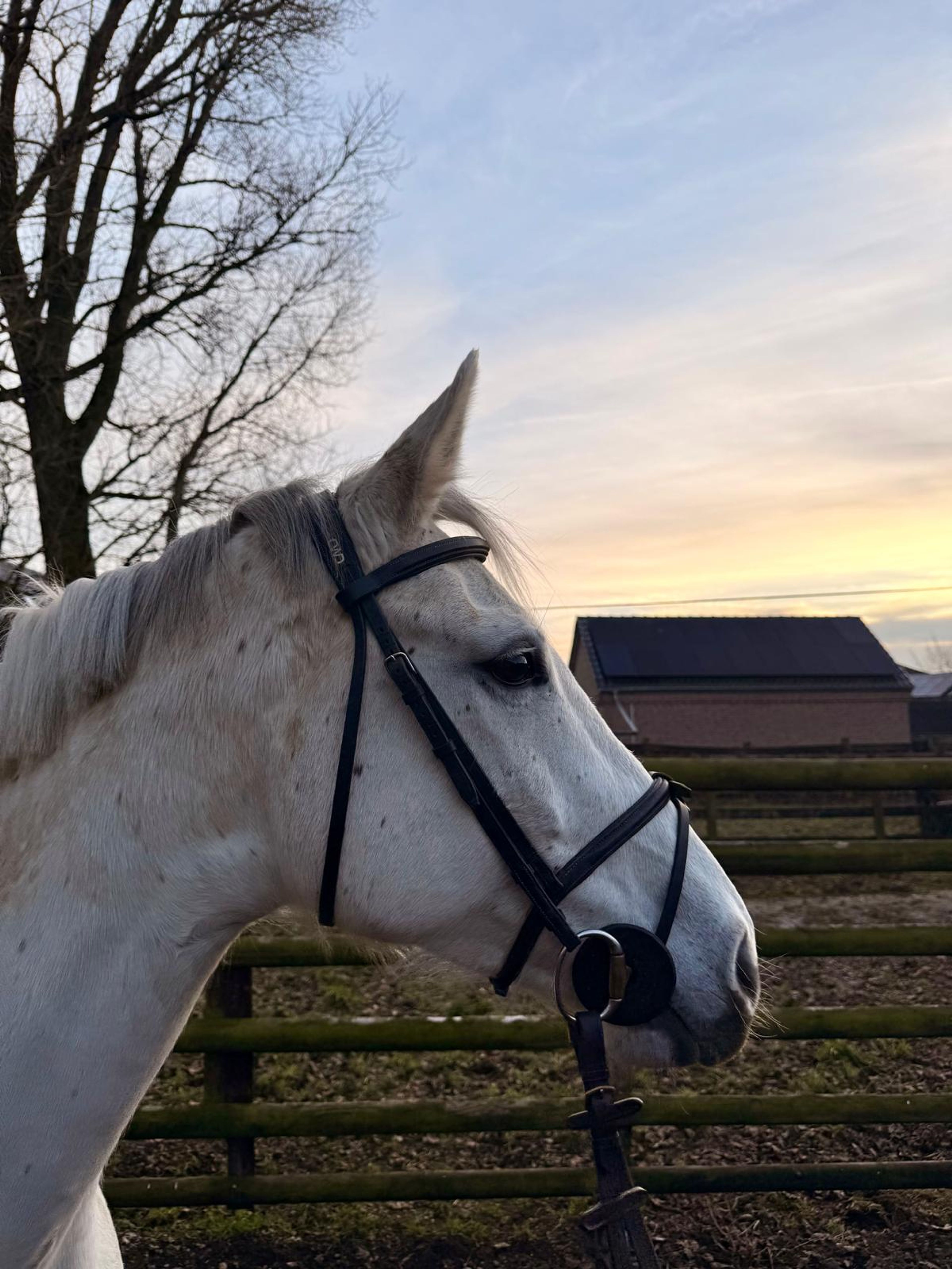 Zoe Blue 2(+Cassilano’s Stern ) ☆☆ (ZIROCCO BLUE x COLMAN) - Image 1