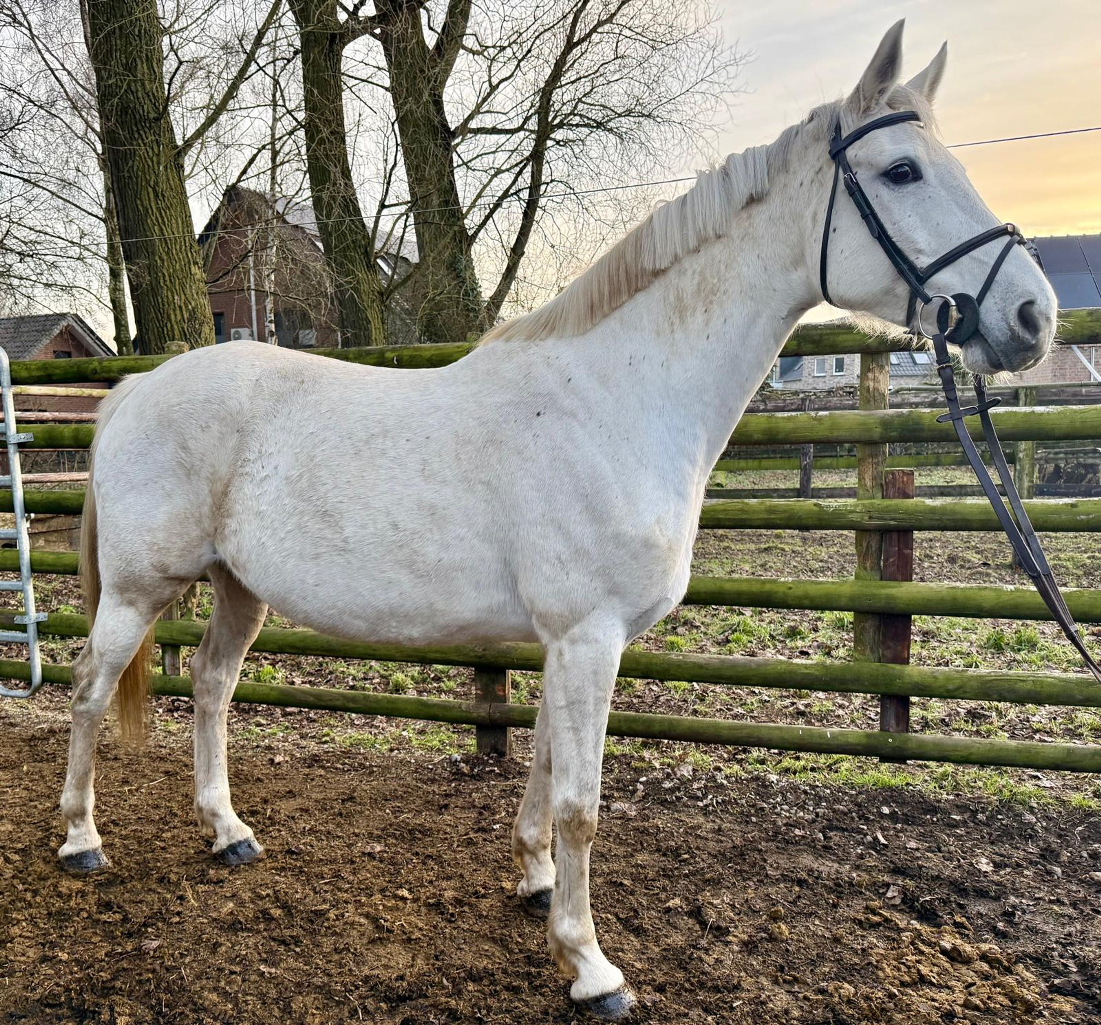 Zoe Blue 2(+Cassilano’s Stern ) ☆☆ (ZIROCCO BLUE x COLMAN) - Image 2