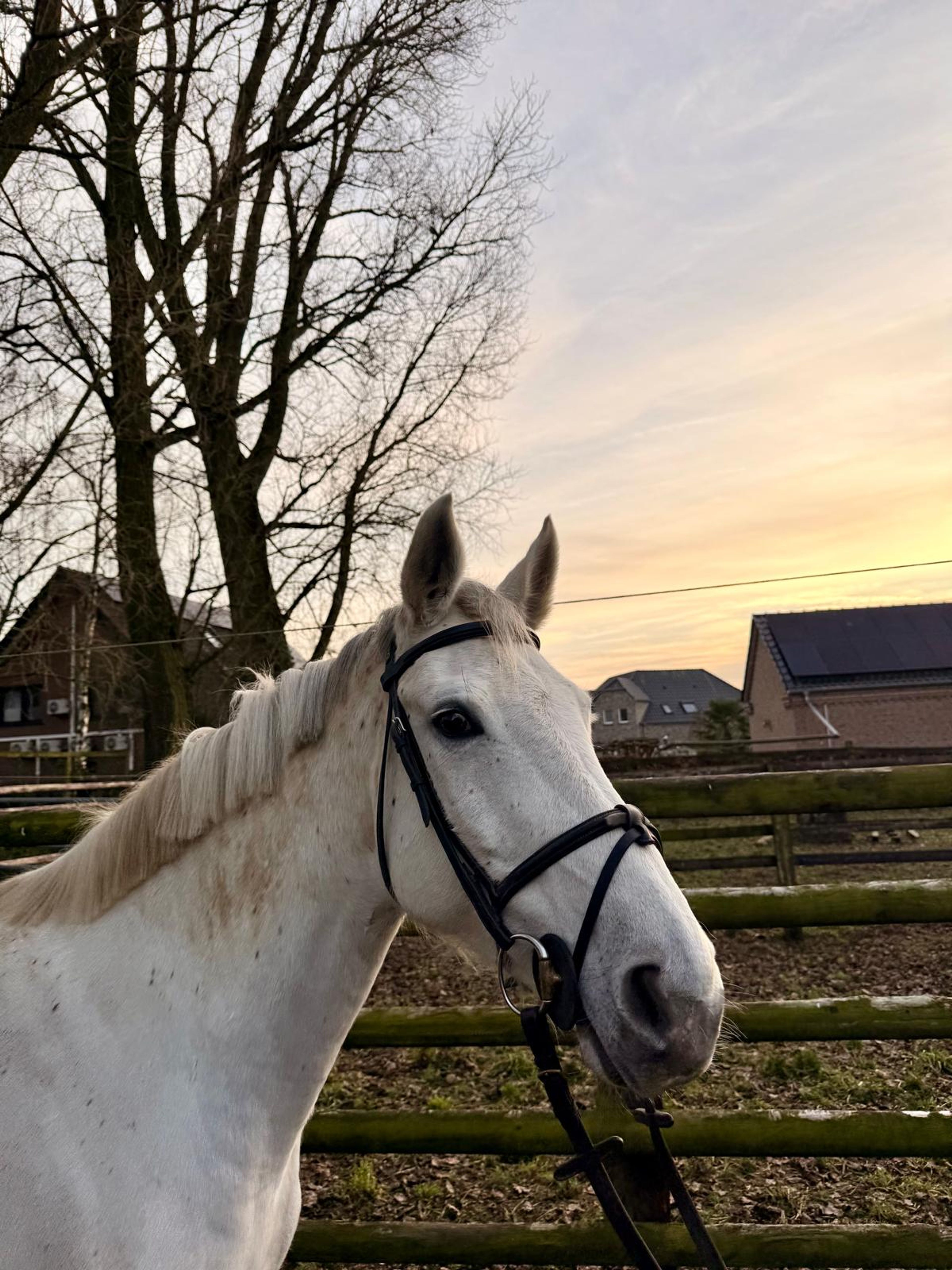 Zoe Blue 2(+Cassilano’s Stern ) ☆☆ (ZIROCCO BLUE x COLMAN) - Image 3