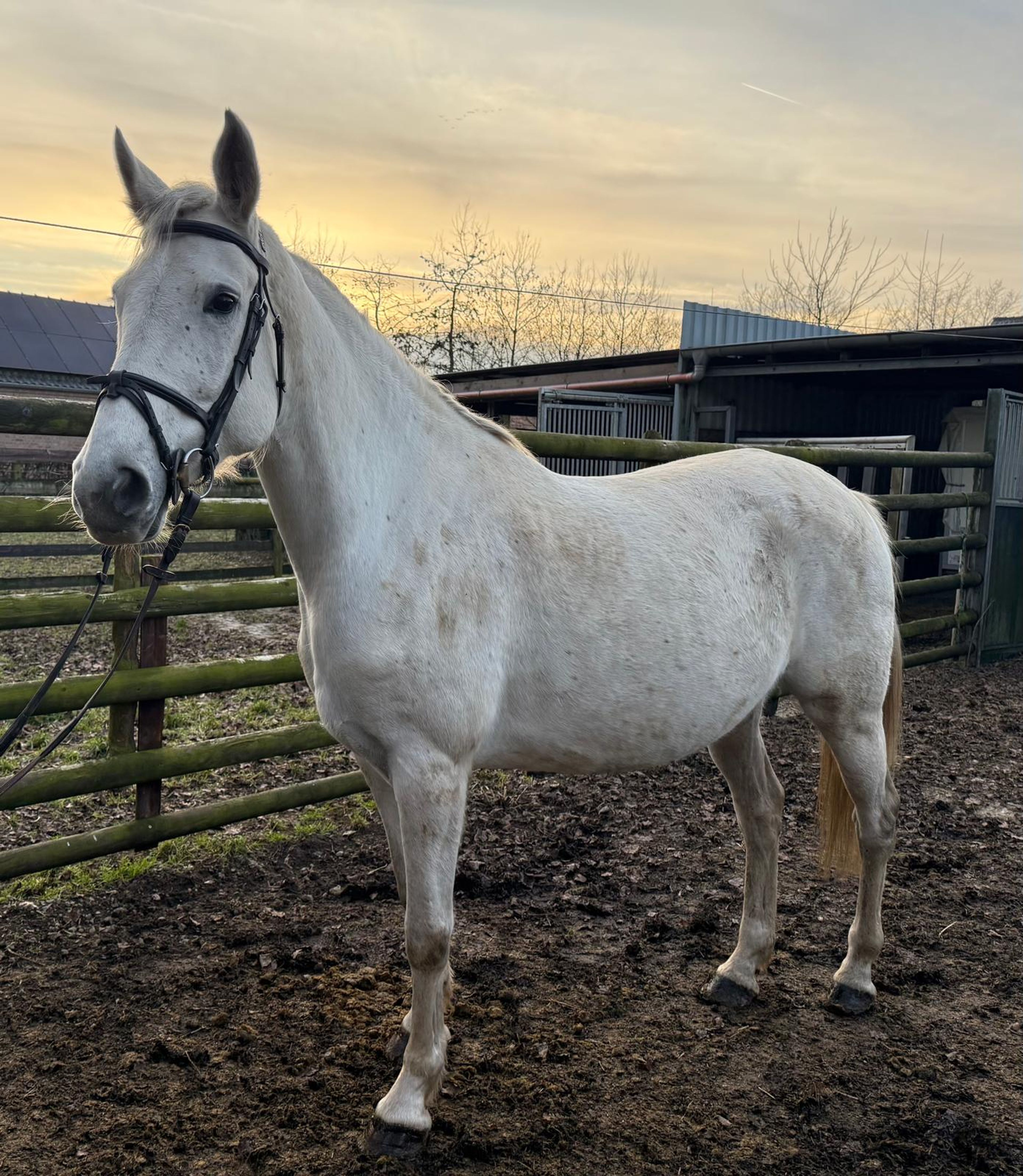 Zoe Blue 2(+Cassilano’s Stern ) ☆☆ (ZIROCCO BLUE x COLMAN) - Image 4