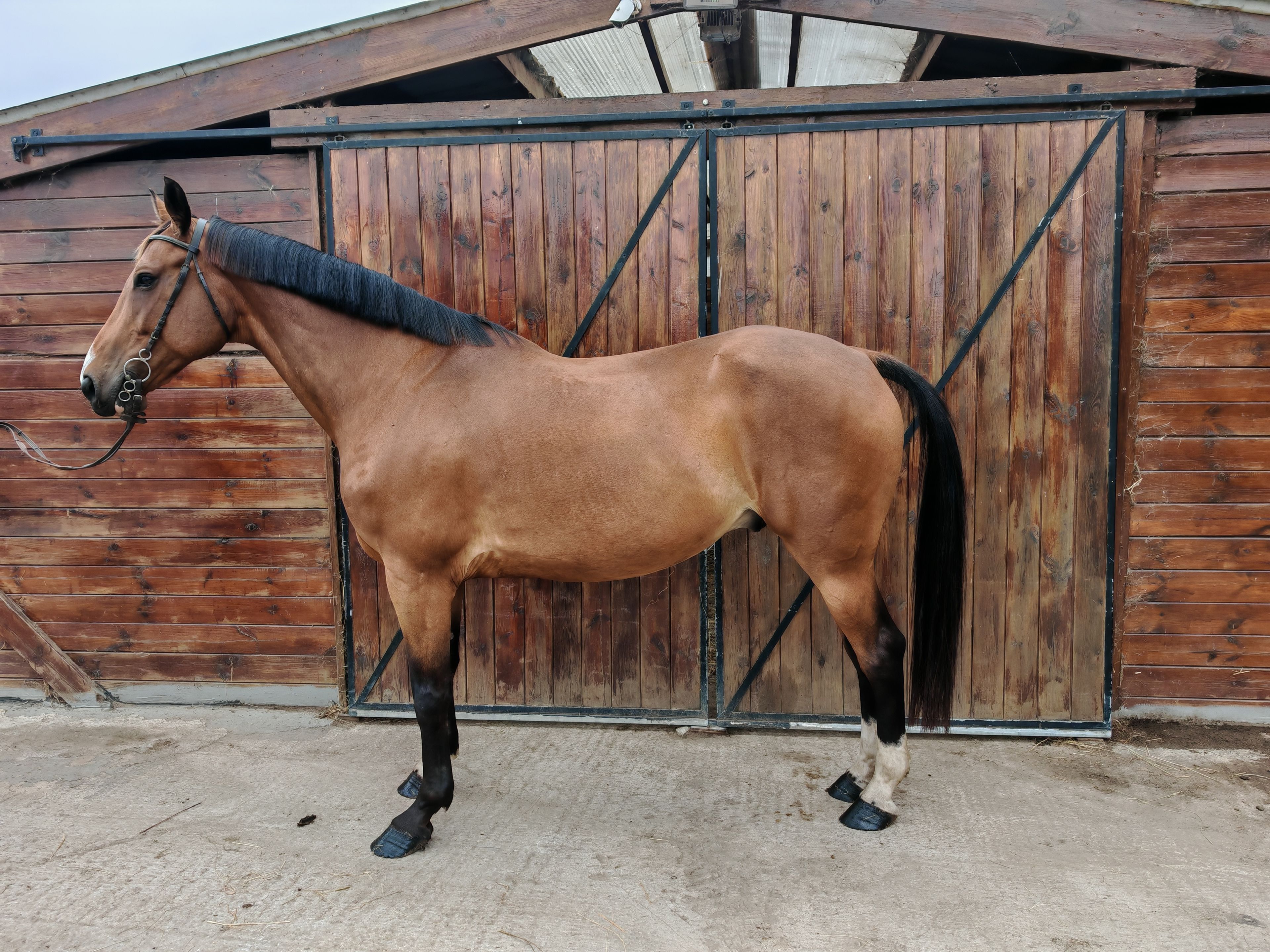 My Boy Diadal ☆ (JACKPOT x COLLADO)