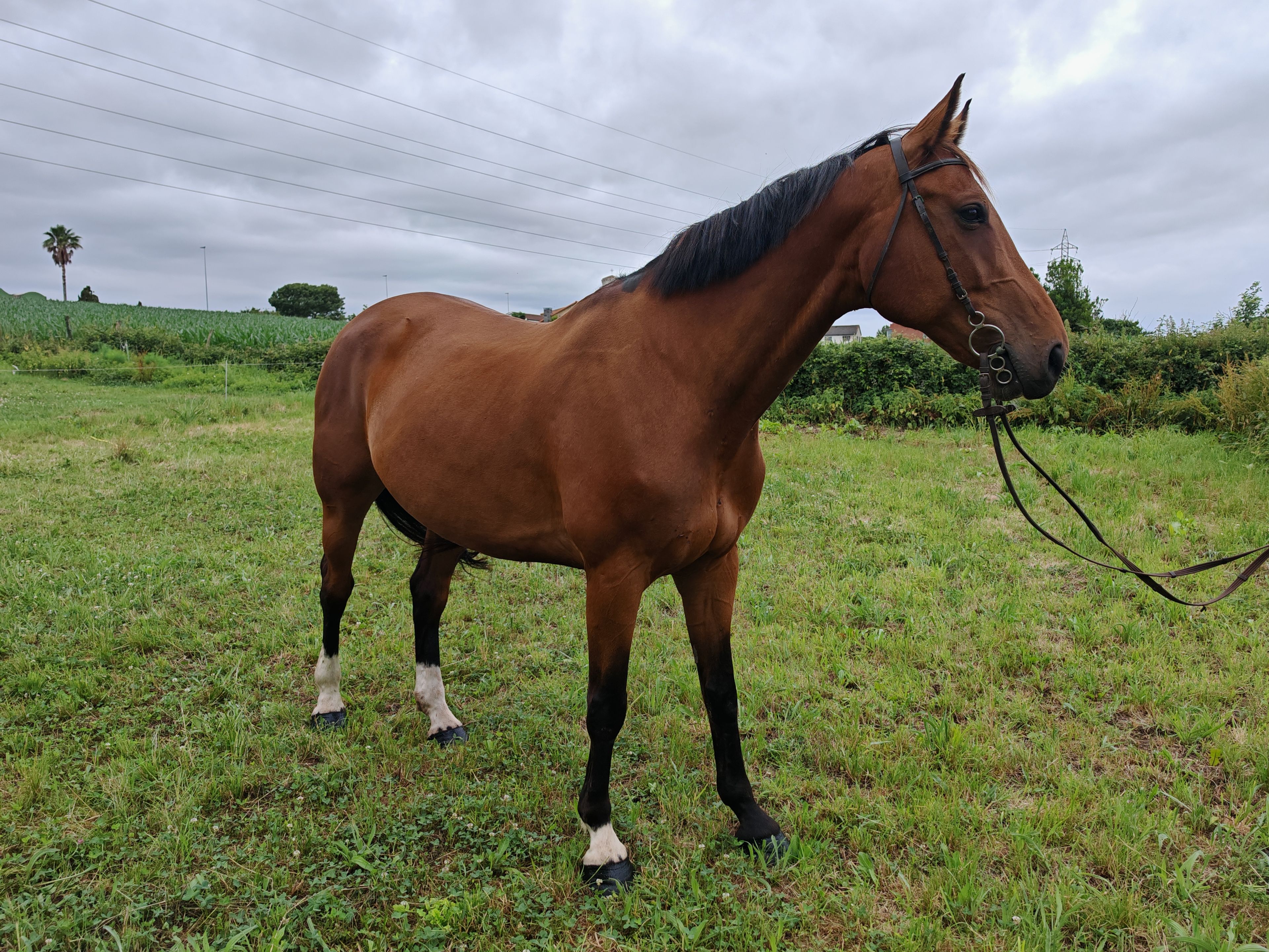 My Boy Diadal ☆ (JACKPOT x COLLADO) - Image 3