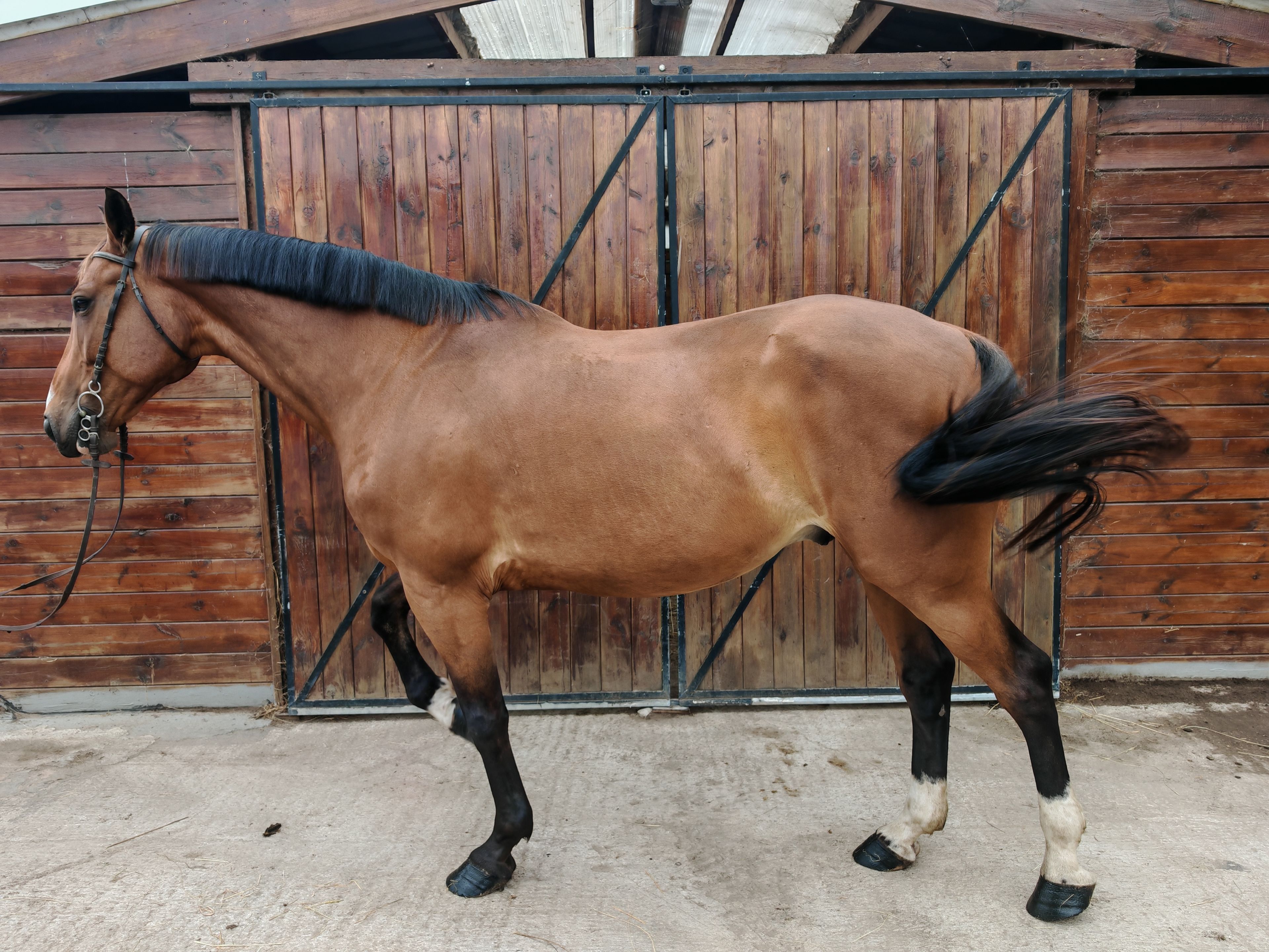 My Boy Diadal ☆ (JACKPOT x COLLADO) - Image 4