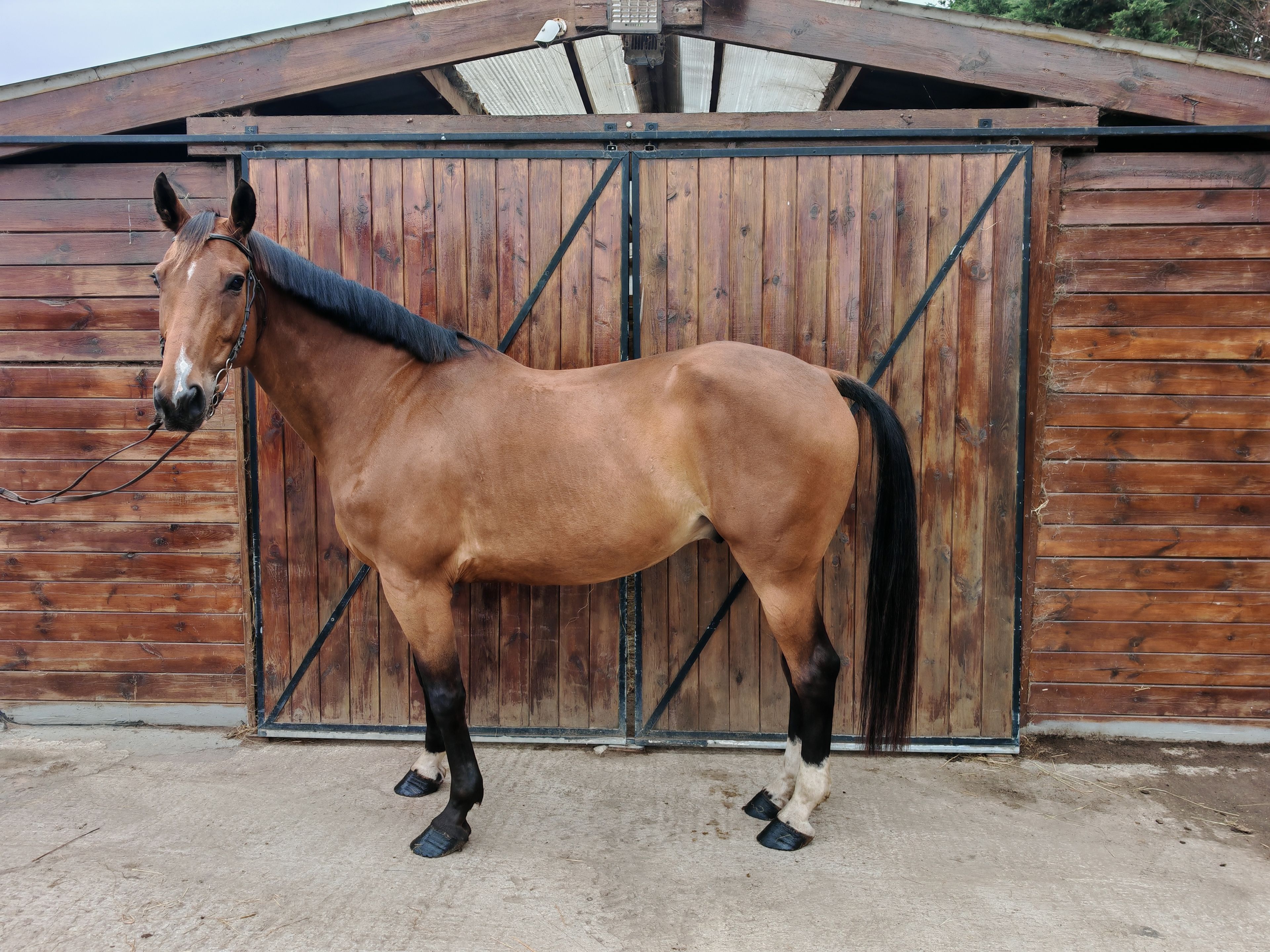My Boy Diadal ☆ (JACKPOT x COLLADO) - Image 7