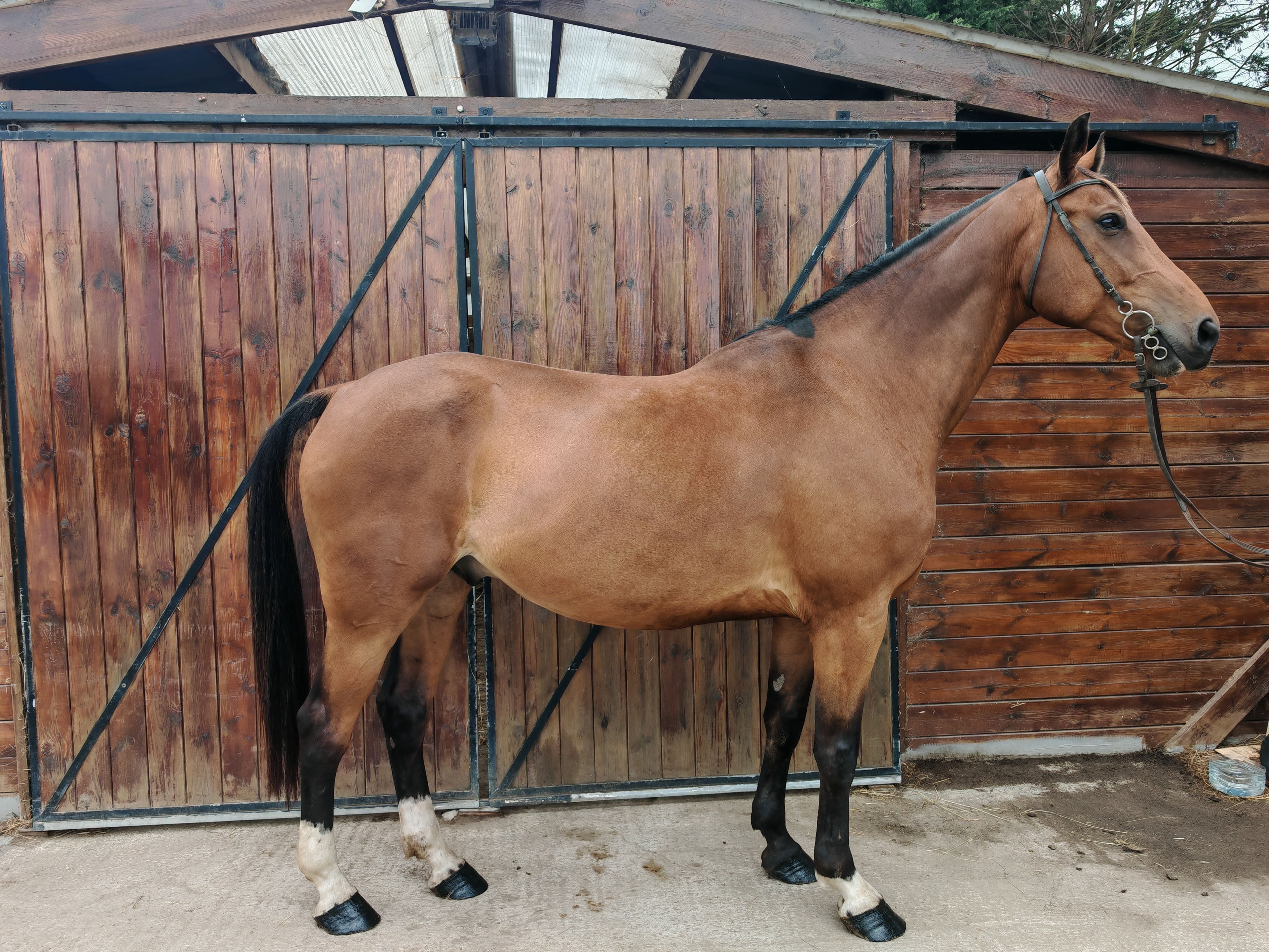 My Boy Diadal ☆ (JACKPOT x COLLADO) - Image 8
