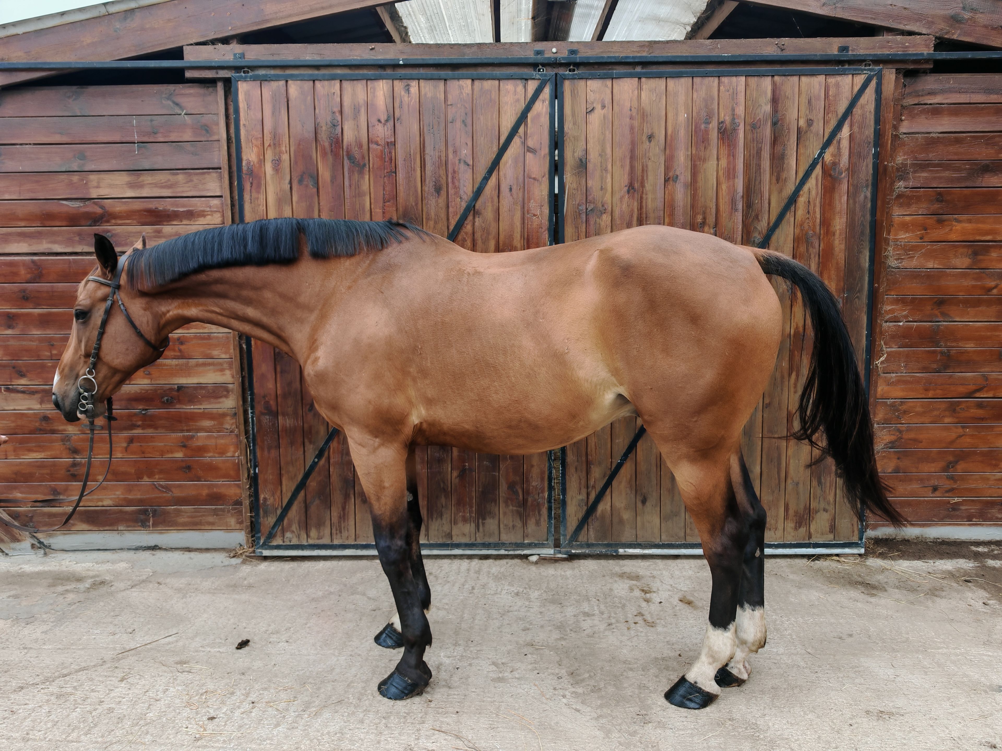 My Boy Diadal ☆ (JACKPOT x COLLADO) - Image 10