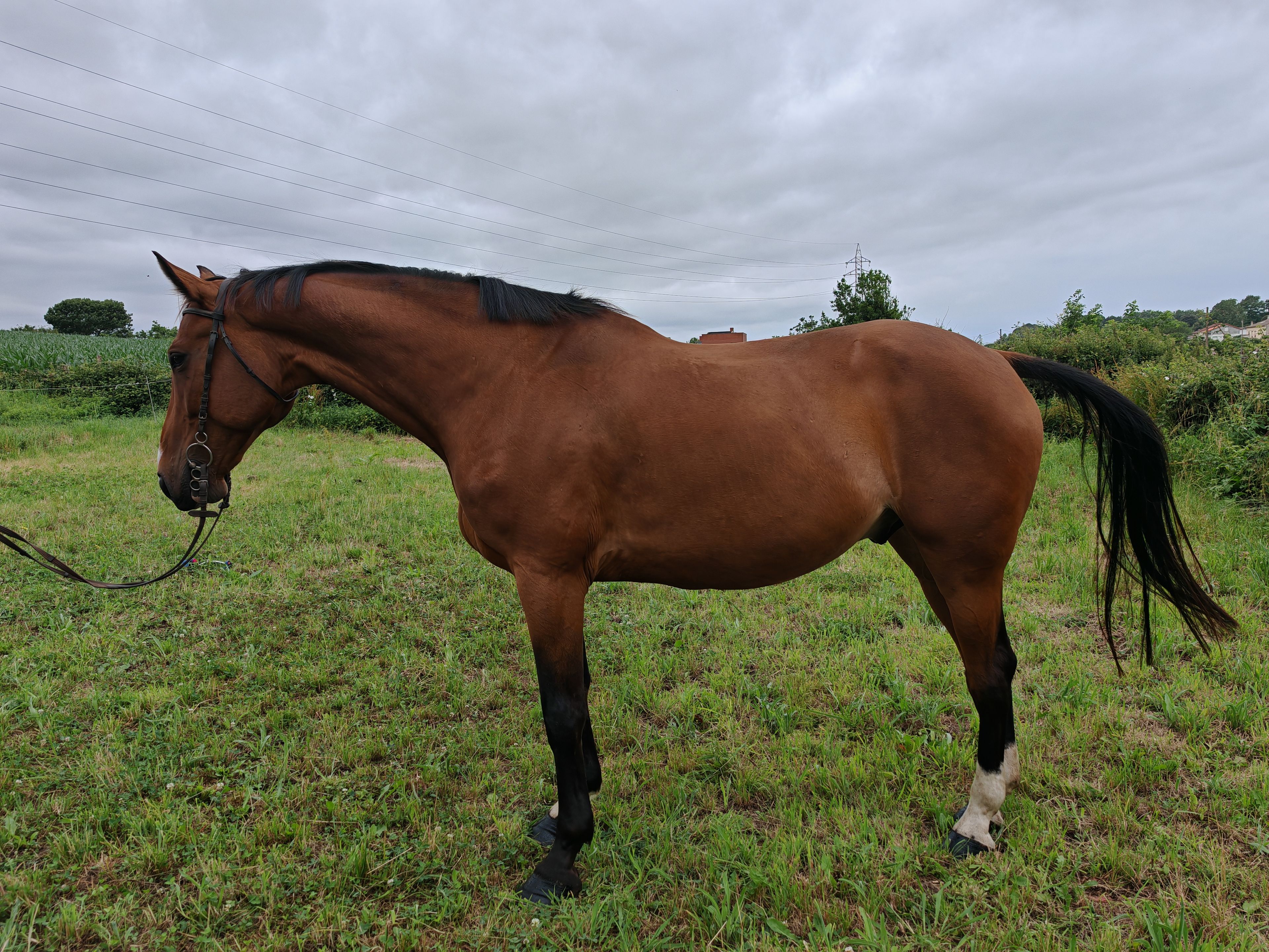 My Boy Diadal ☆ (JACKPOT x COLLADO) - Image 2