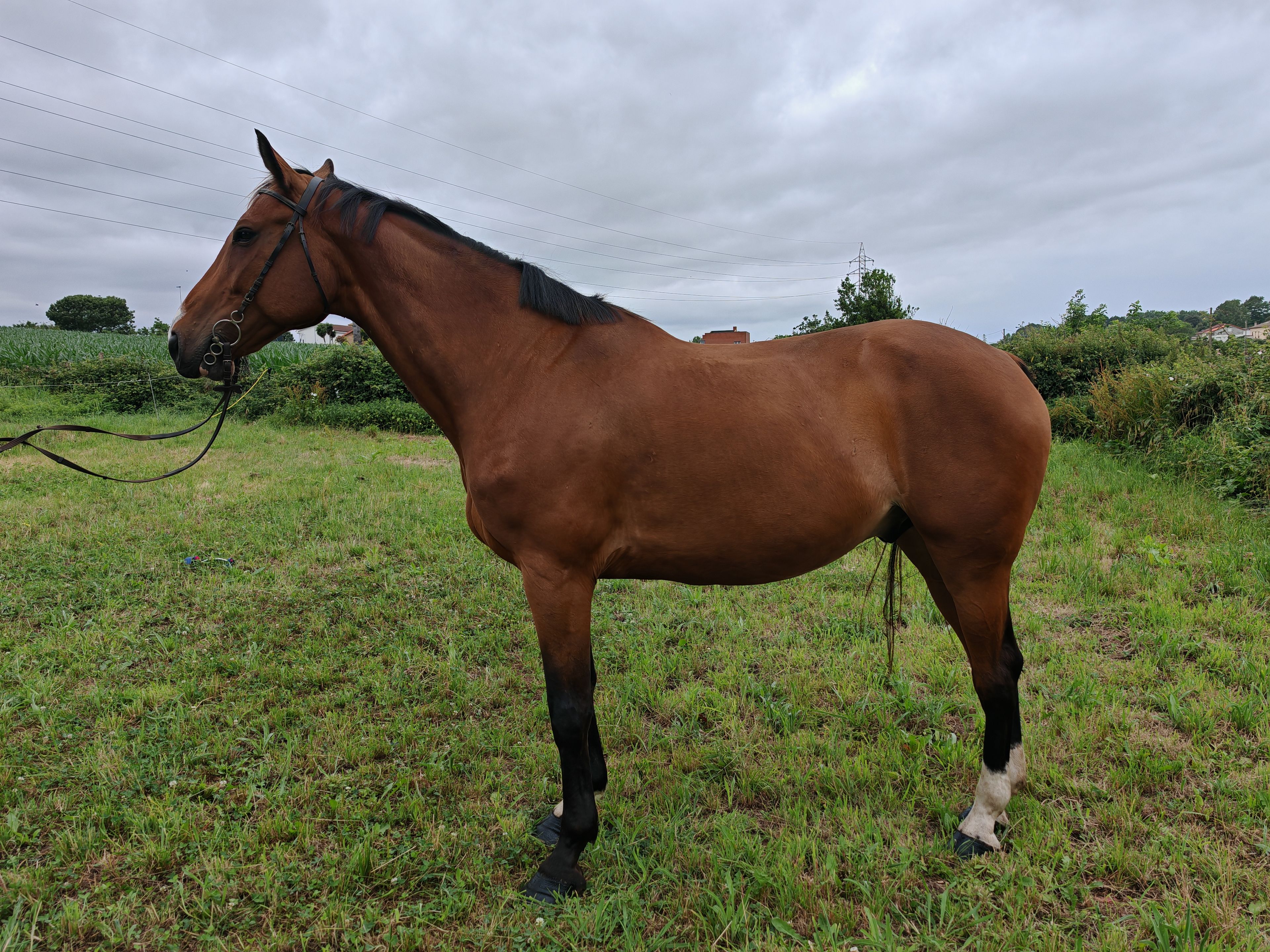 My Boy Diadal ☆ (JACKPOT x COLLADO) - Image 6