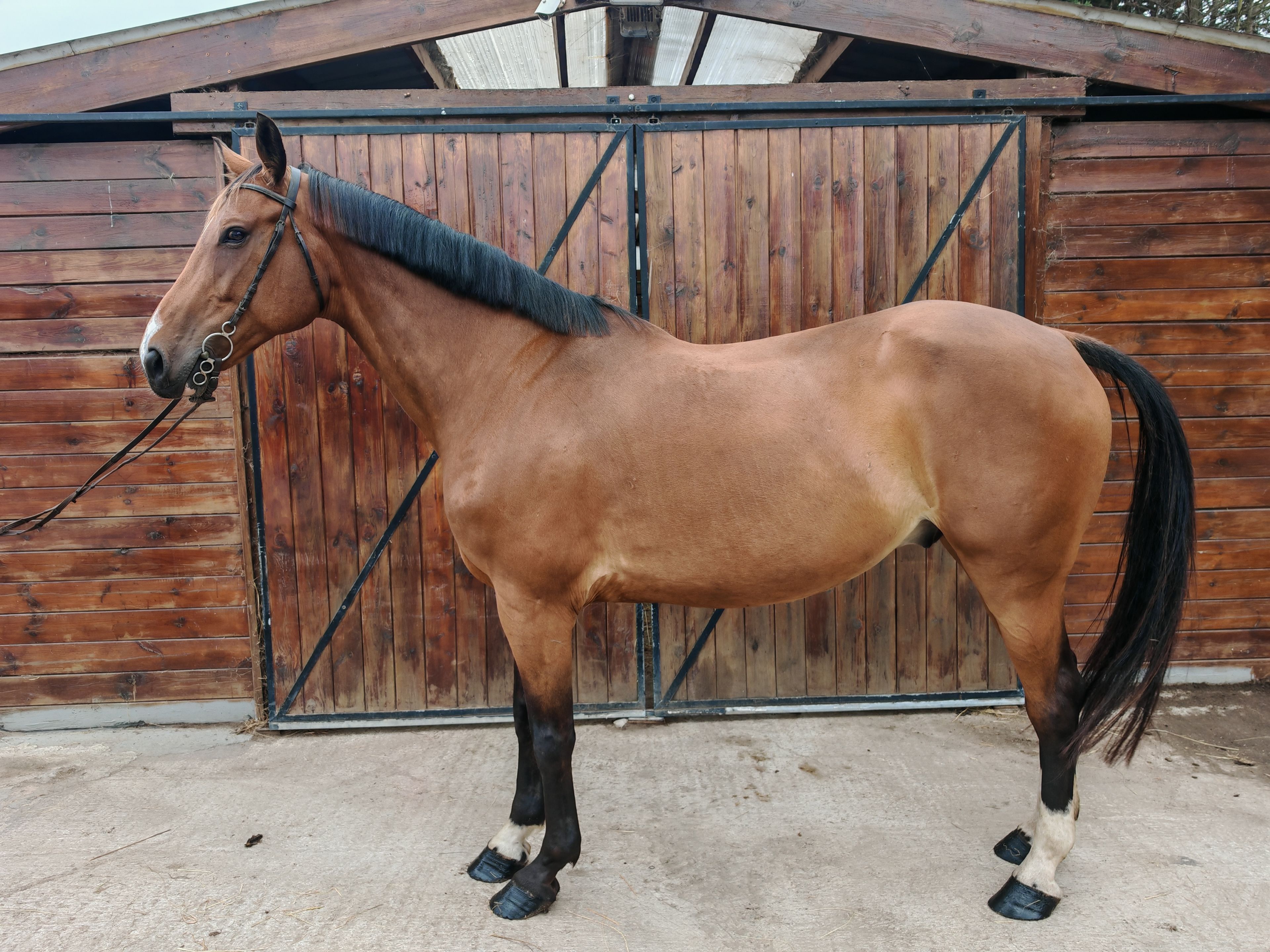 My Boy Diadal ☆ (JACKPOT x COLLADO) - Image 9