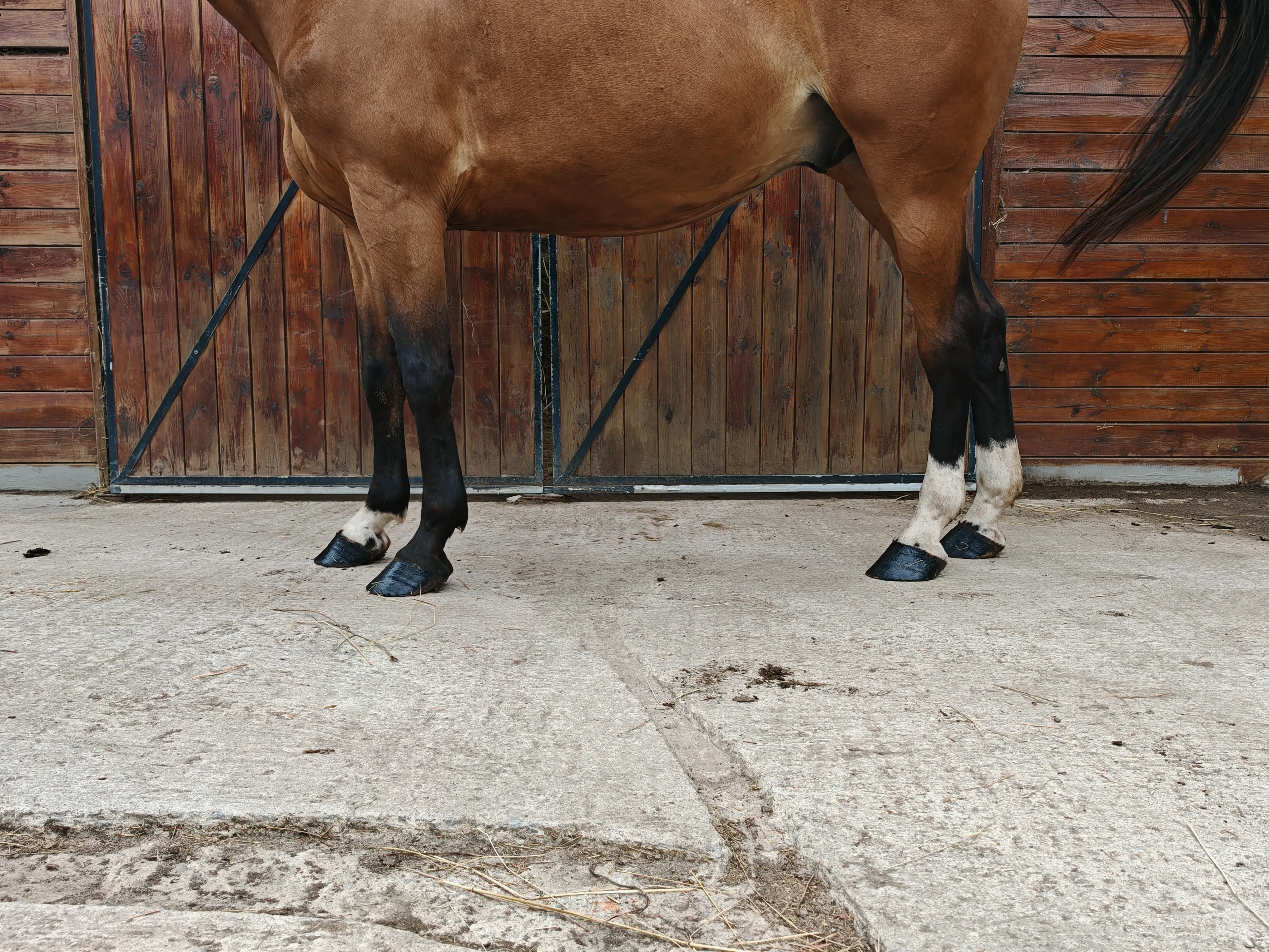 My Boy Diadal ☆ (JACKPOT x COLLADO) - Image 14