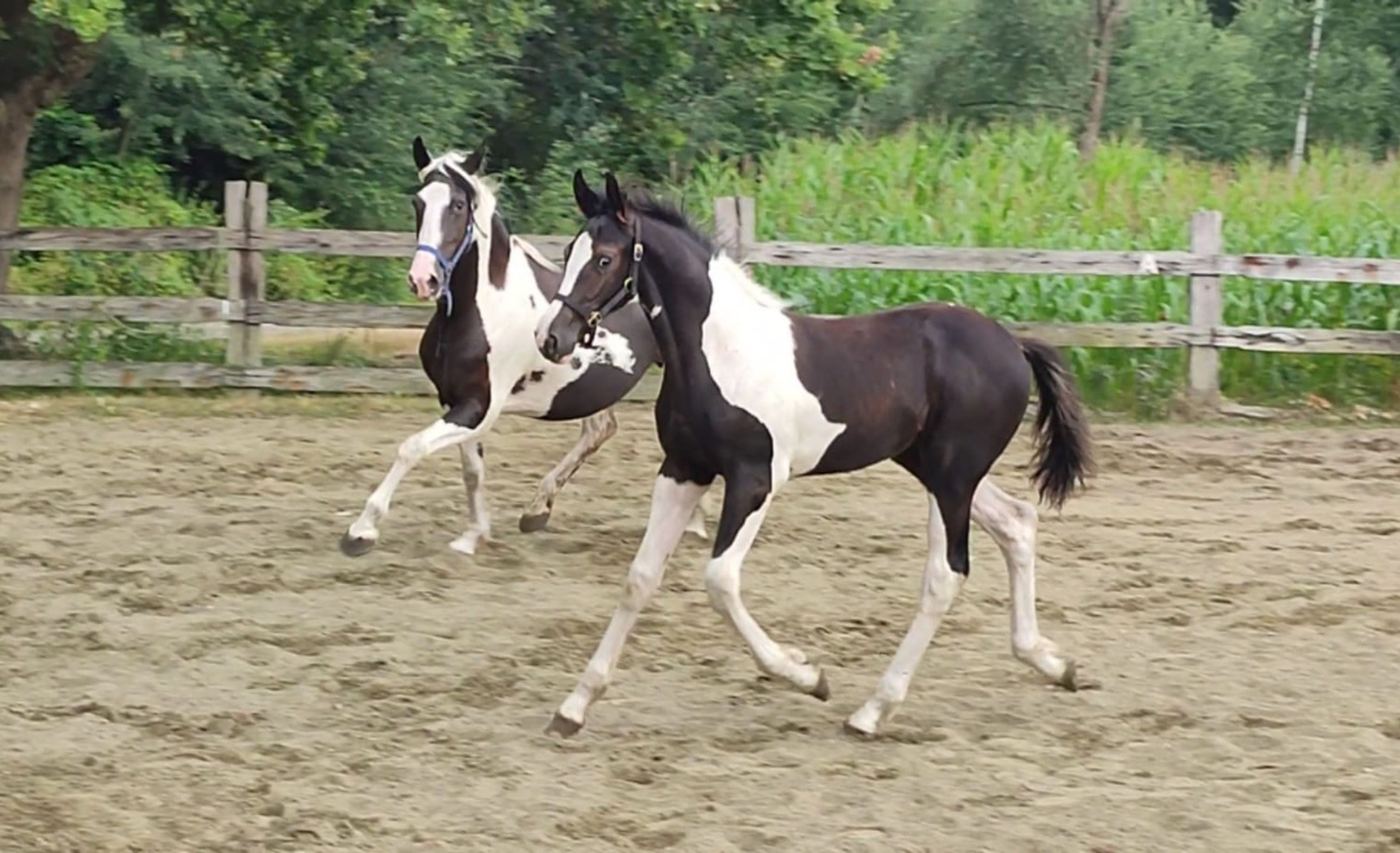 Desperado van 't Stelenshof (HIGHLANDER x UNKNOWN)