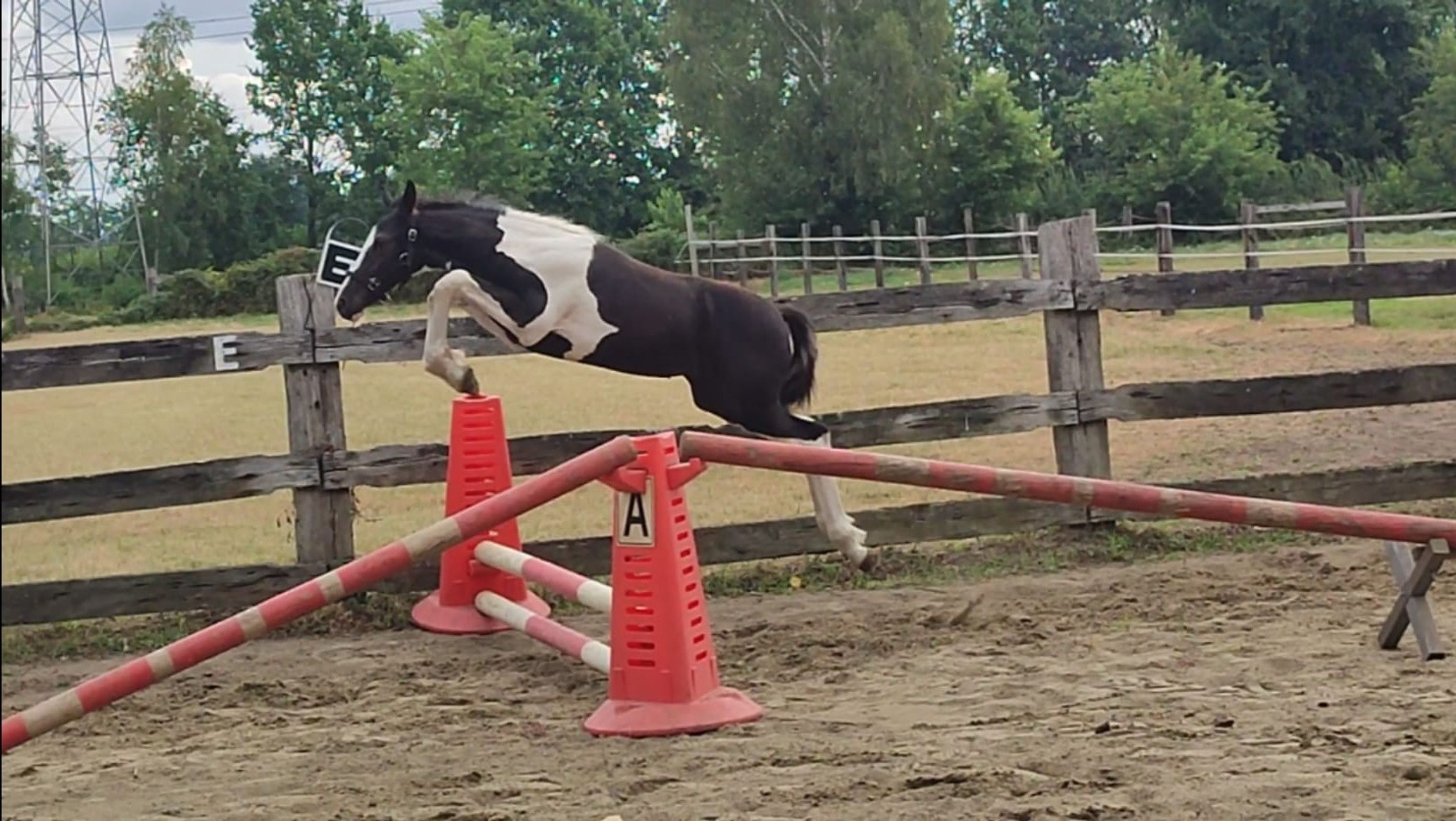 Desperado van 't Stelenshof (HIGHLANDER x UNKNOWN) - Image 2