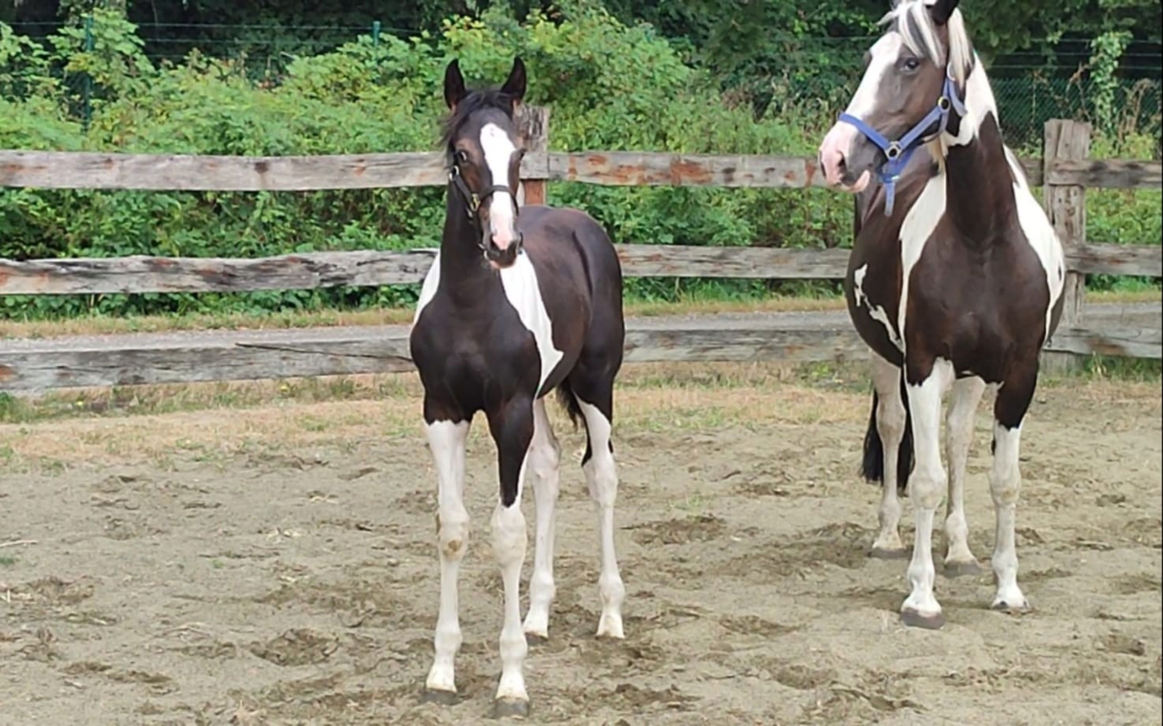 Desperado van 't Stelenshof (HIGHLANDER x UNKNOWN) - Image 4