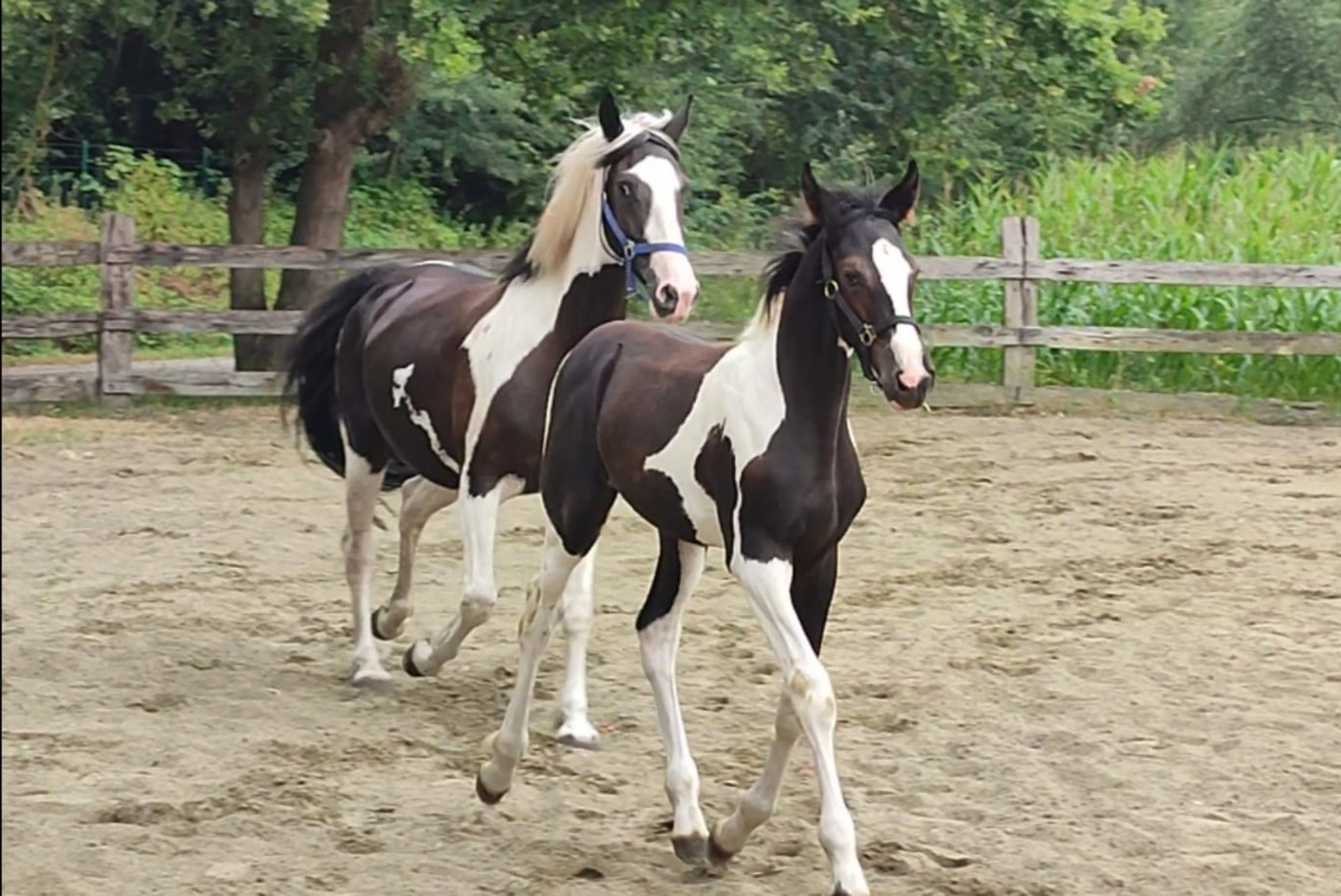 Desperado van 't Stelenshof (HIGHLANDER x UNKNOWN) - Image 6