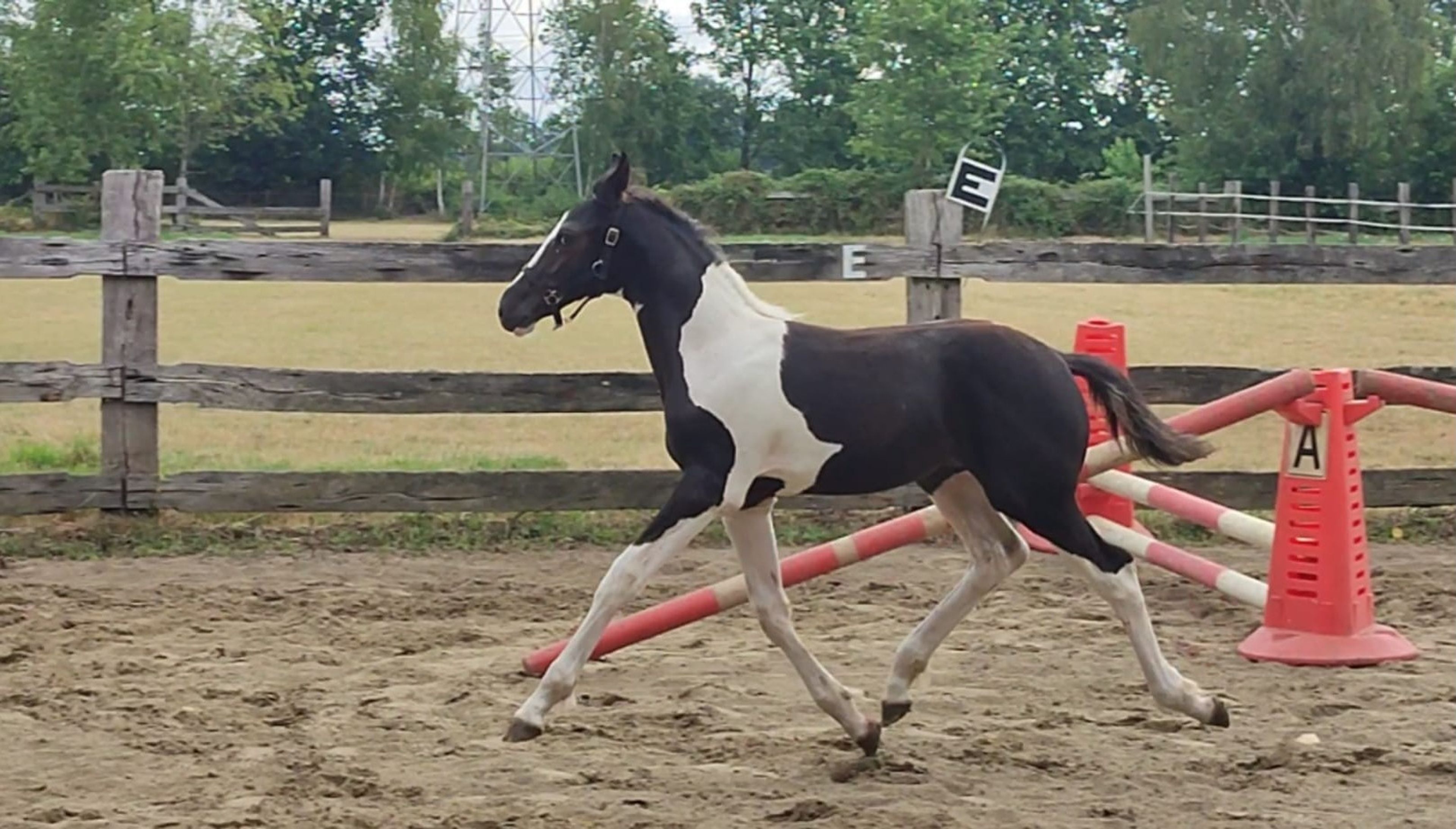 Desperado van 't Stelenshof (HIGHLANDER x UNKNOWN) - Image 7