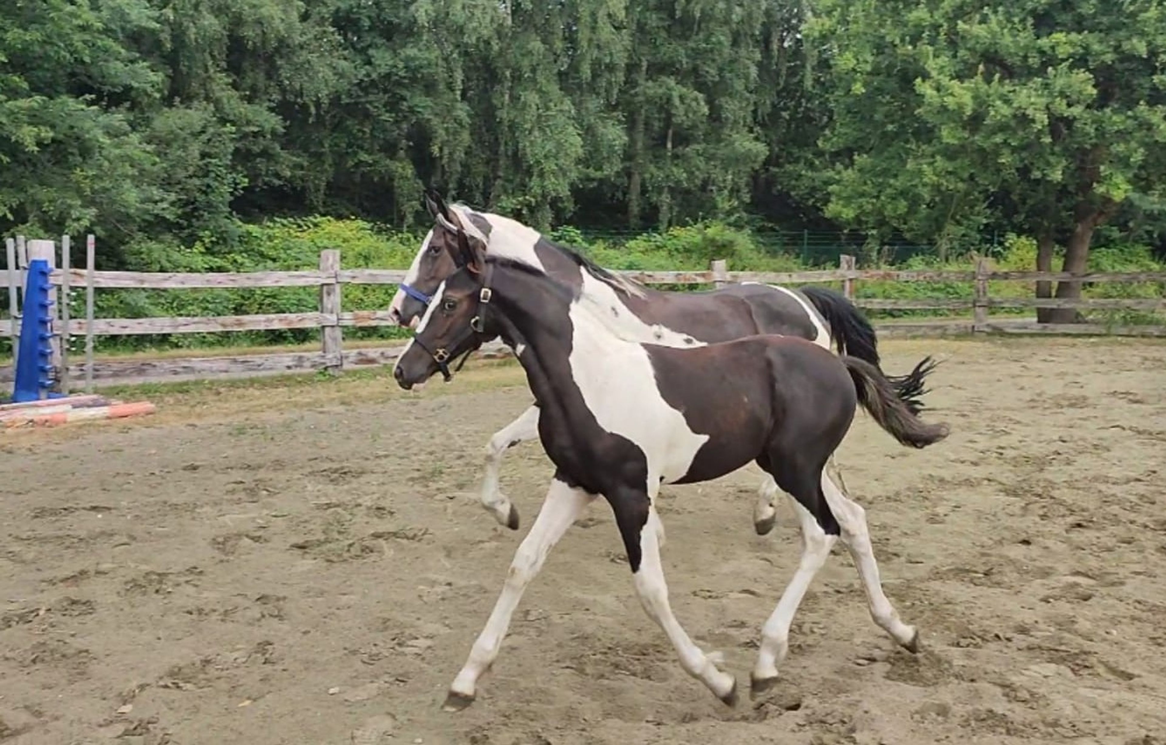Desperado van 't Stelenshof (HIGHLANDER x UNKNOWN) - Image 8