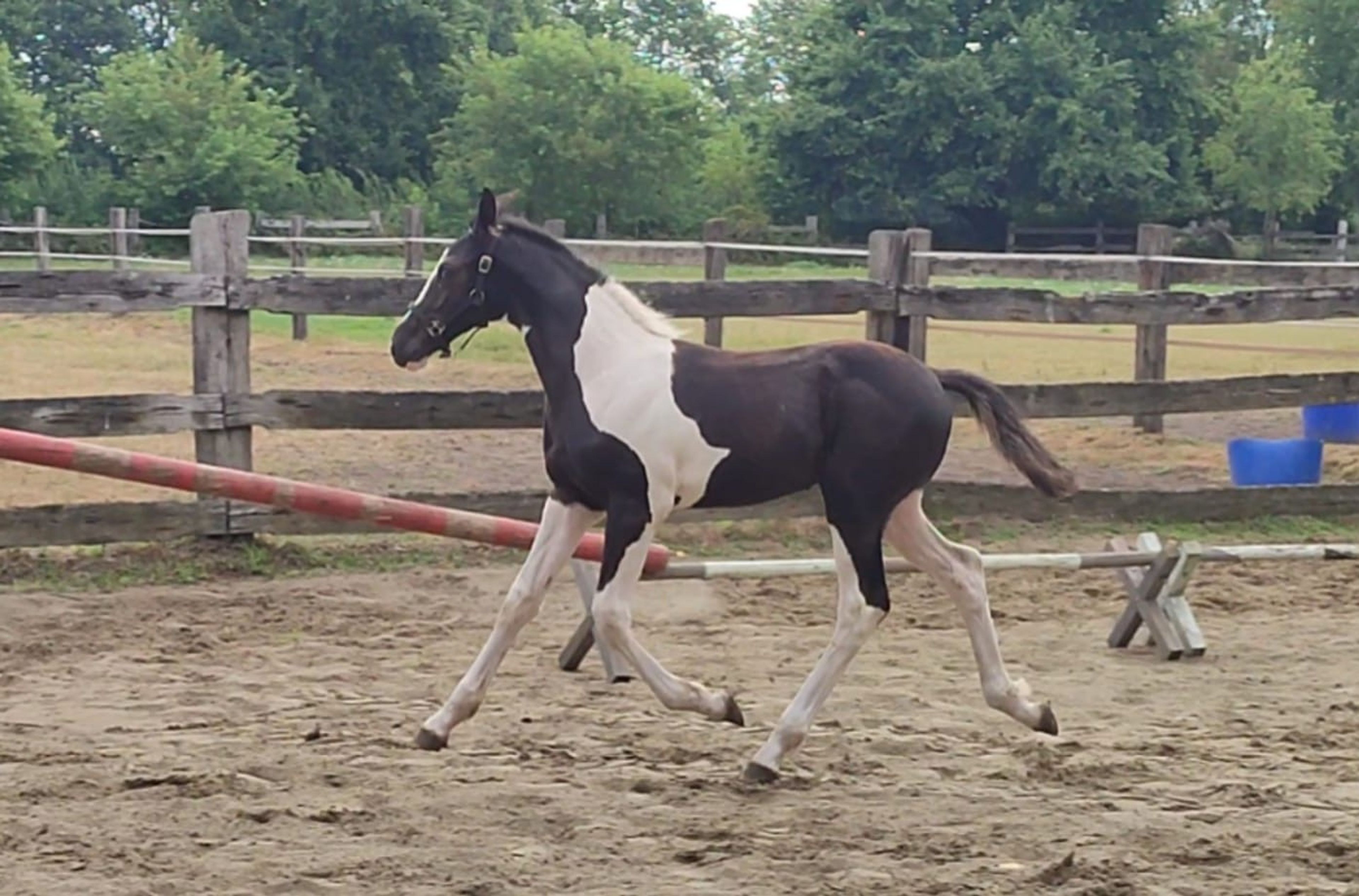 Desperado van 't Stelenshof (HIGHLANDER x UNKNOWN) - Image 9