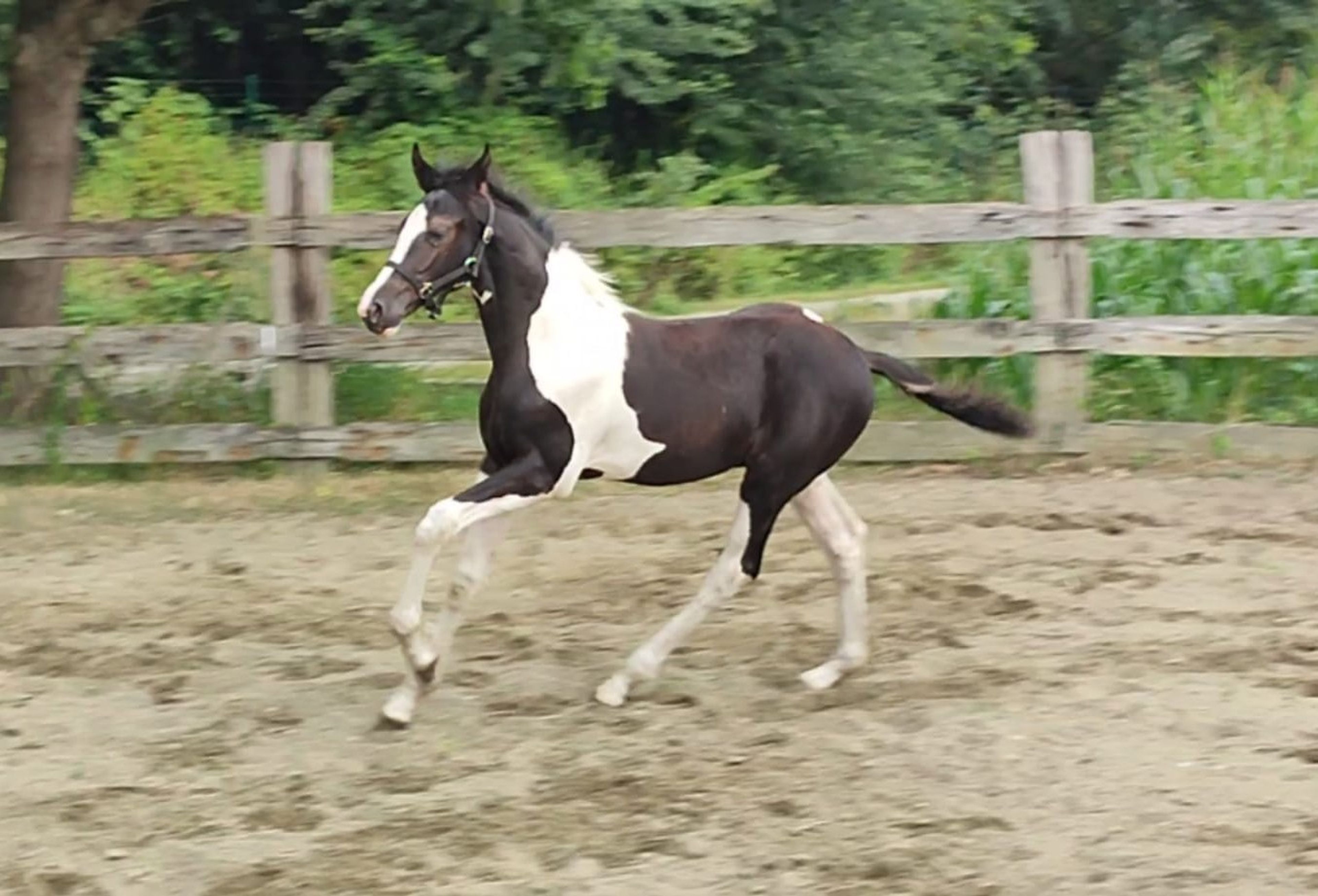 Desperado van 't Stelenshof (HIGHLANDER x UNKNOWN) - Image 10