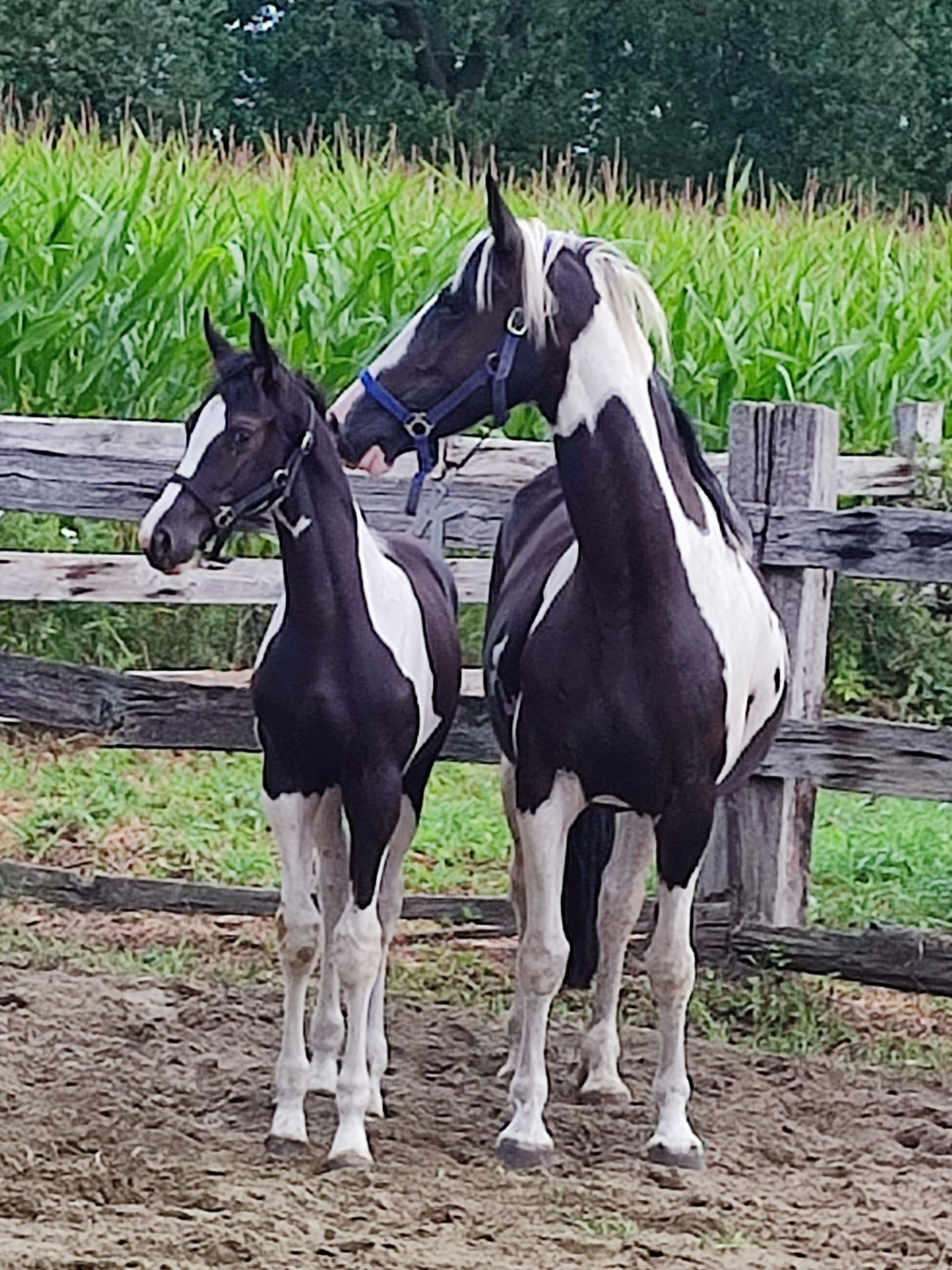 Desperado van 't Stelenshof (HIGHLANDER x UNKNOWN) - Image 11
