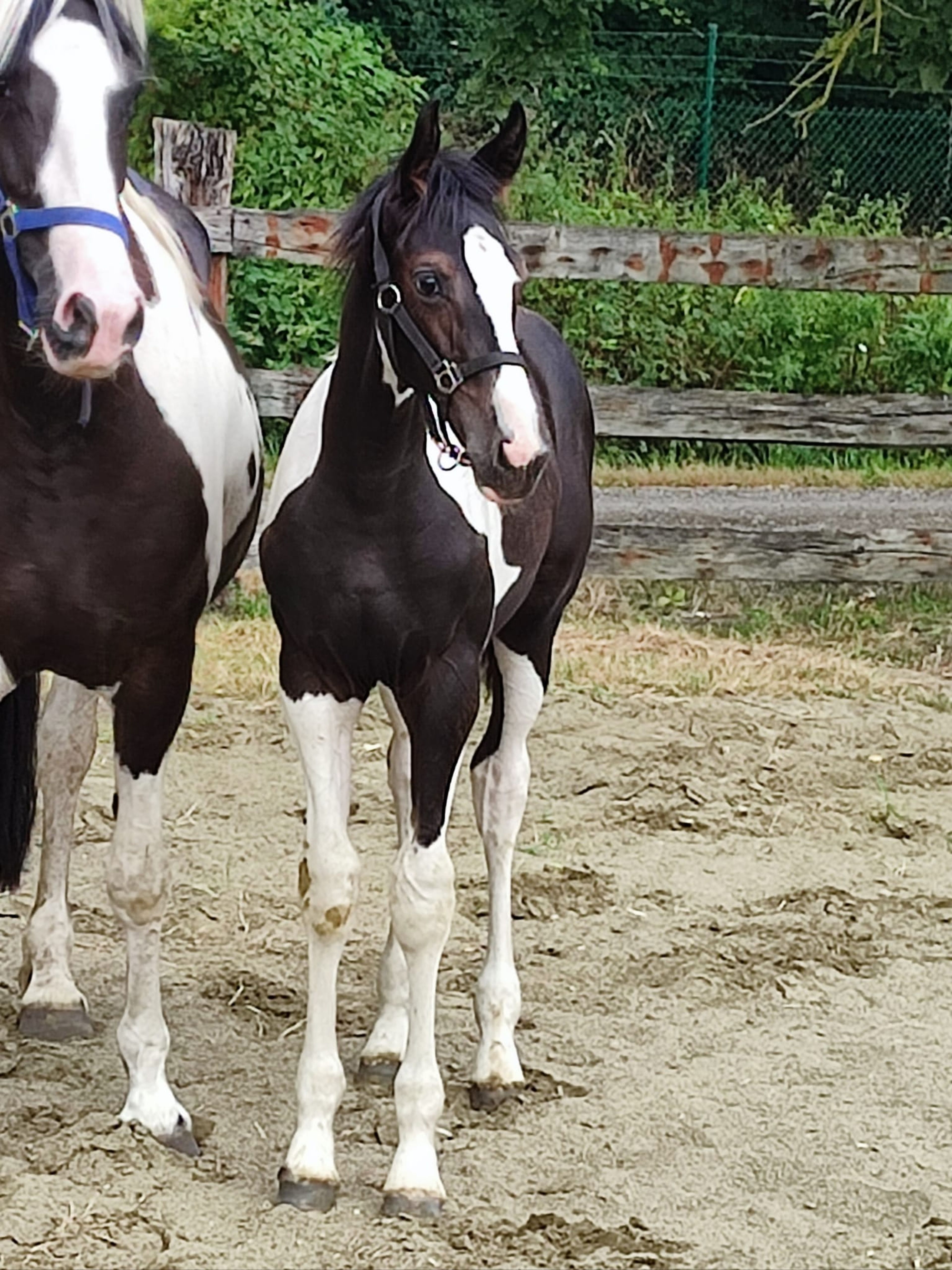 Desperado van 't Stelenshof (HIGHLANDER x UNKNOWN) - Image 12