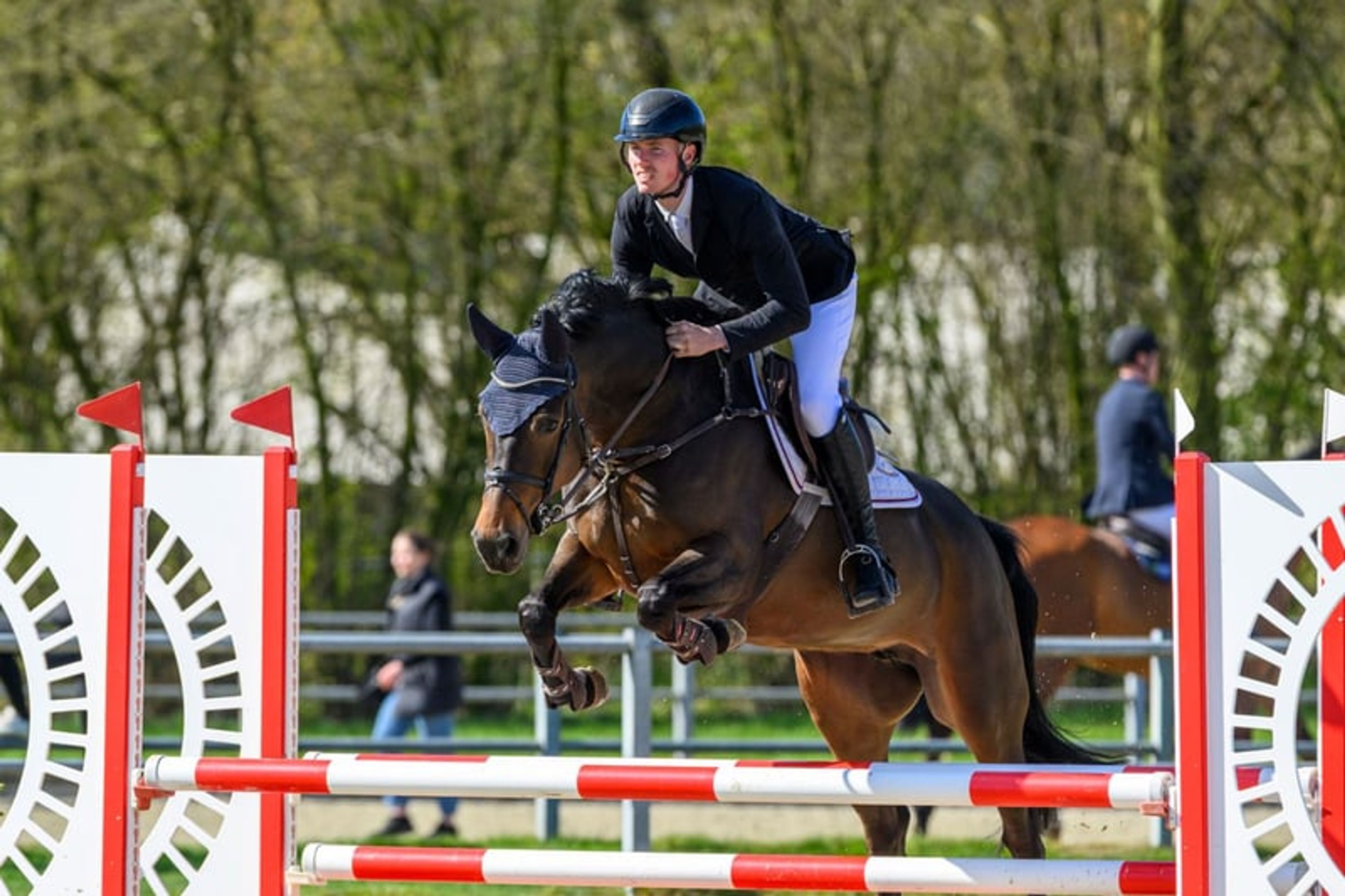 Talent meets rideability! Excellent young show jumping horse