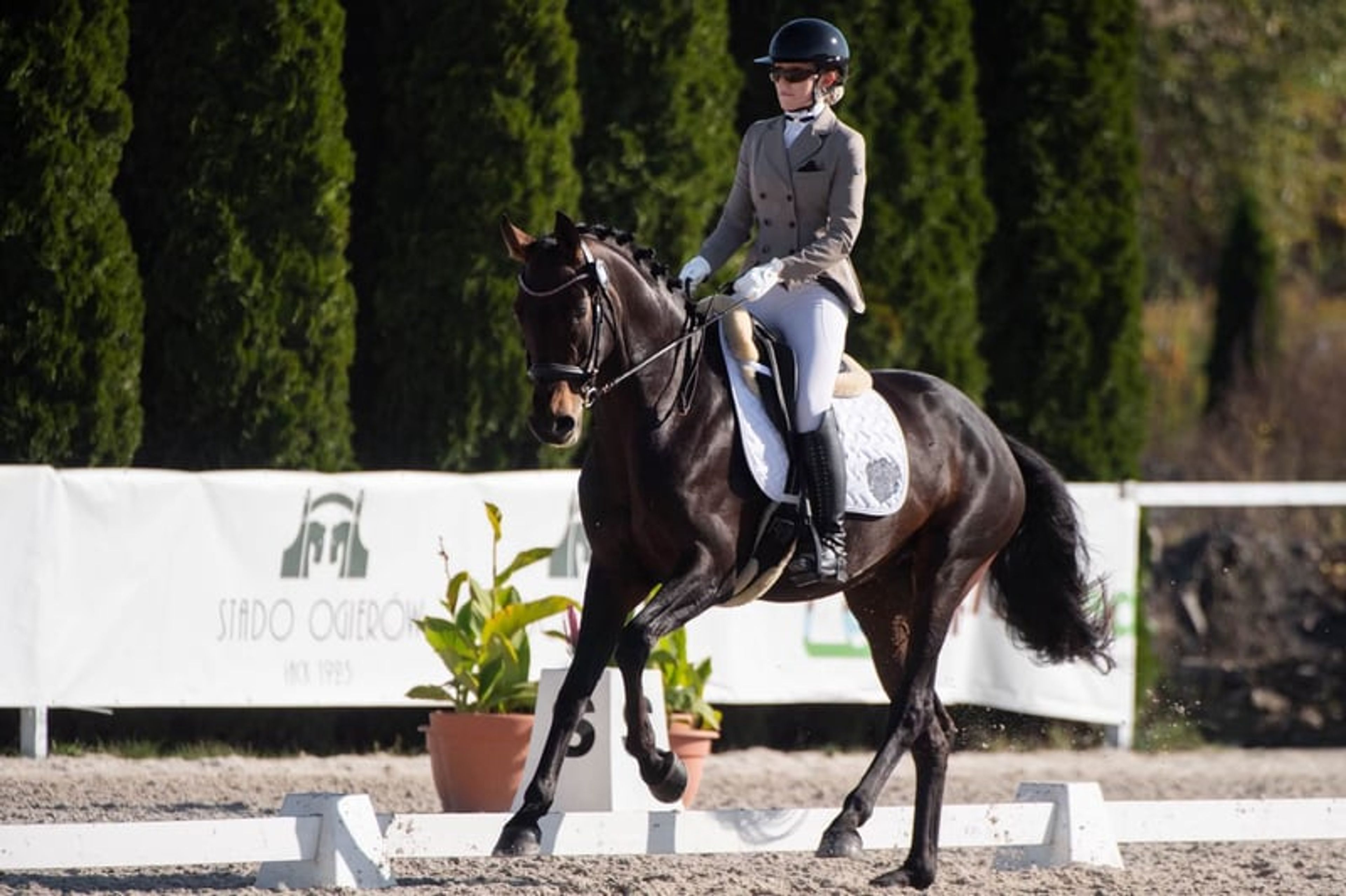 Fürstenball mare: Vice-champion, highly talented & well-trained