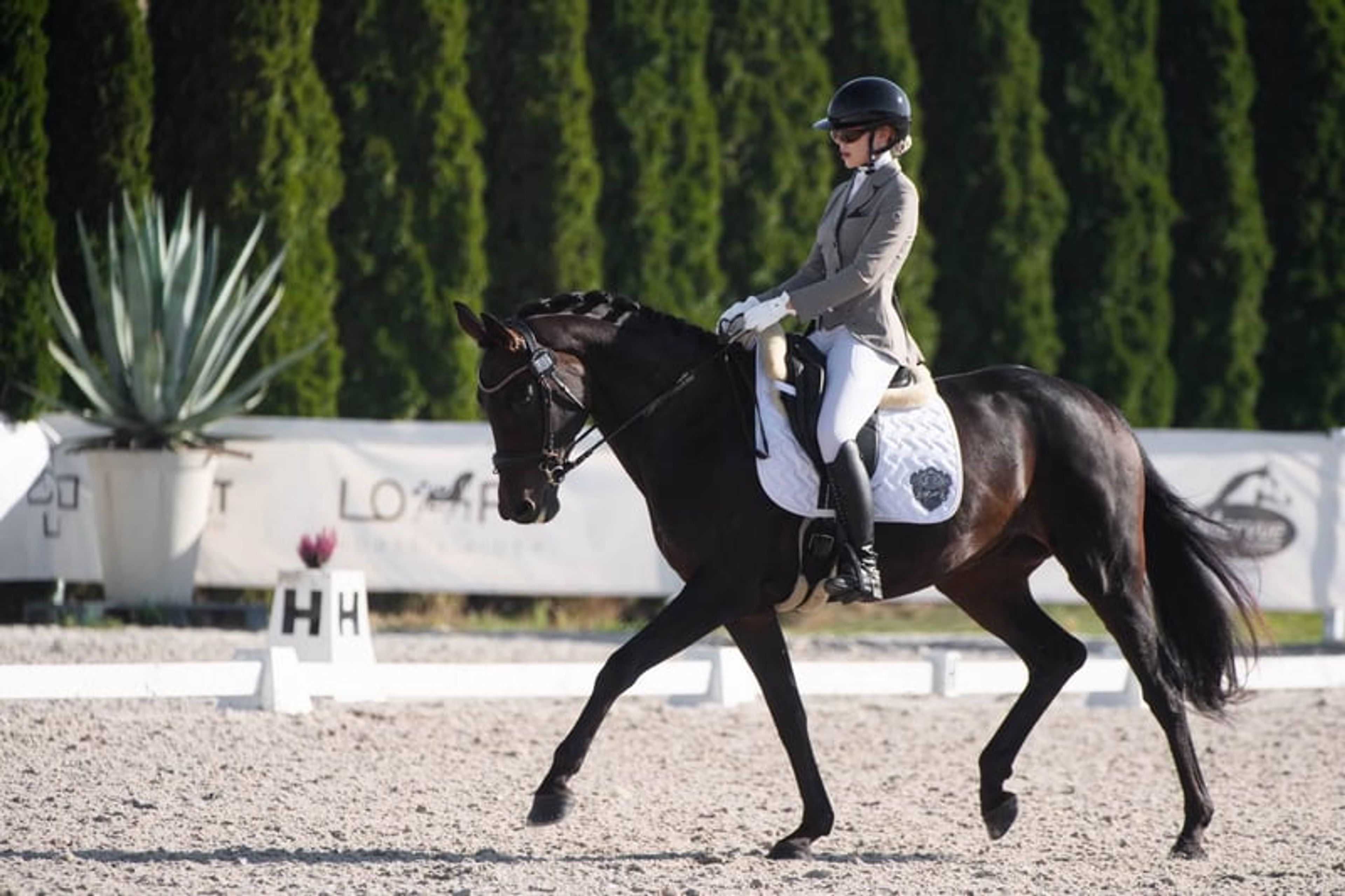 Fürstenball mare: Vice-champion, highly talented & well-trained - Image 3