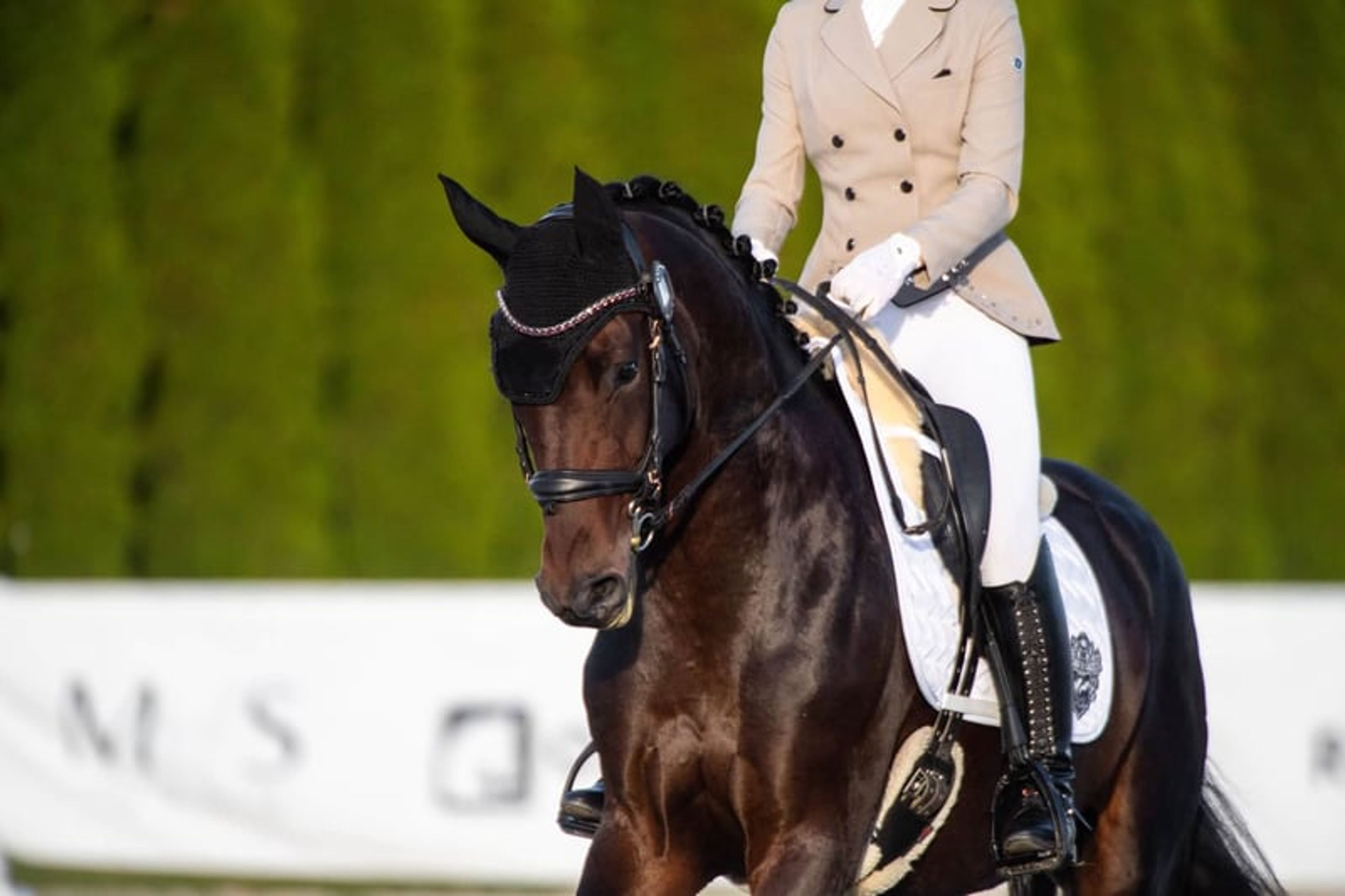 Fürstenball mare: Vice-champion, highly talented & well-trained - Image 4