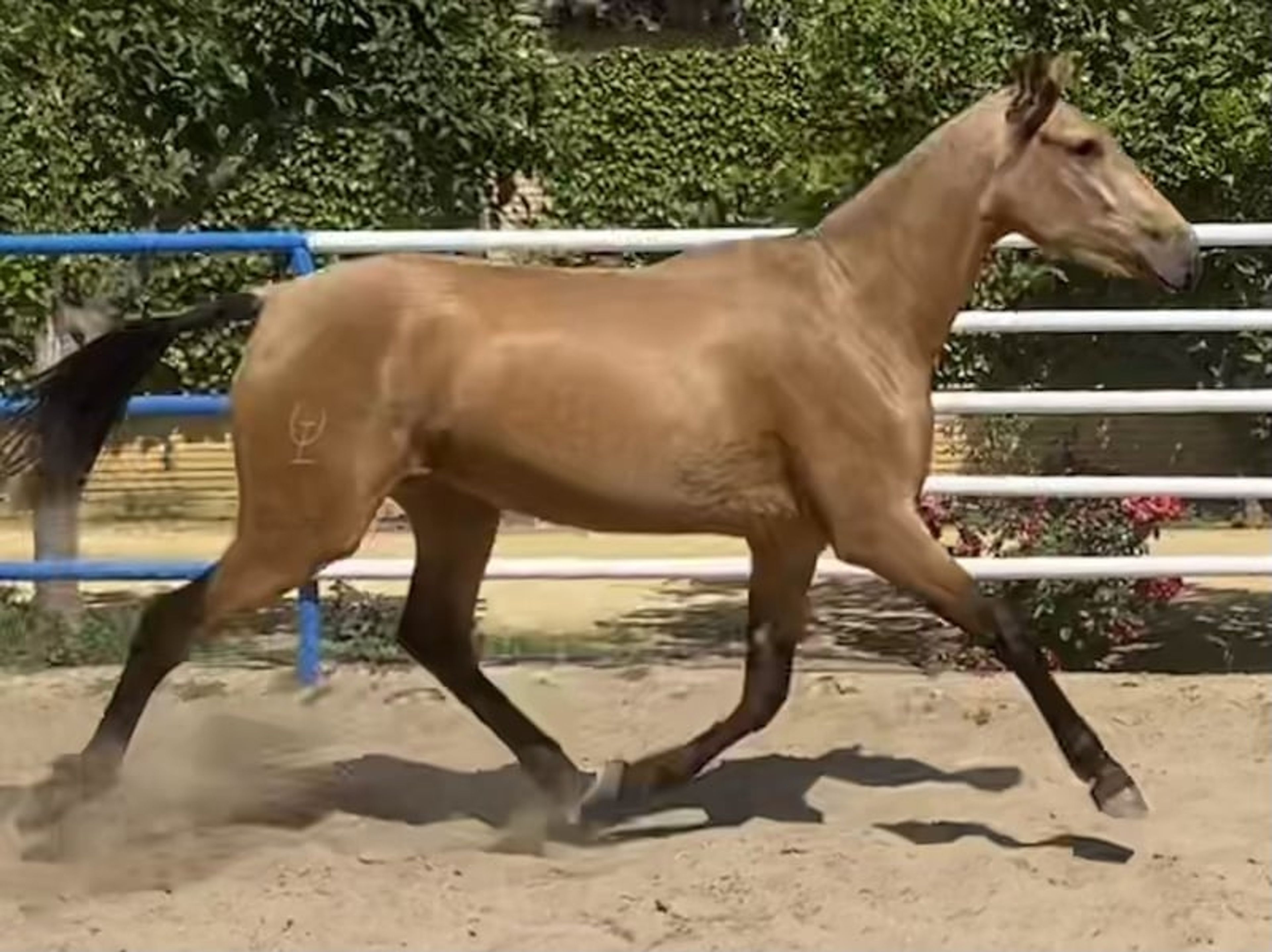 Special Buckskin Mare