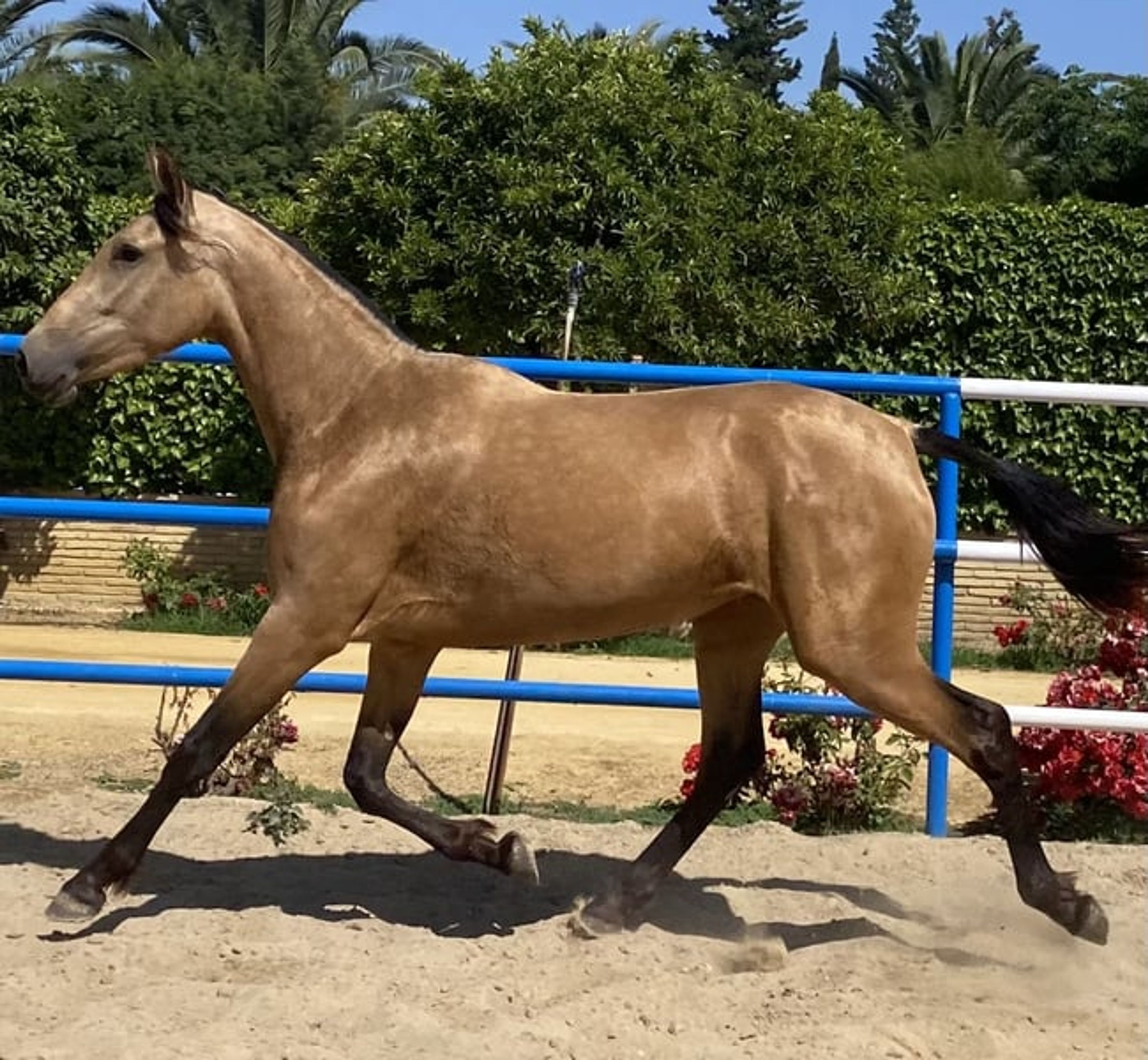 Special Buckskin Mare - Image 2