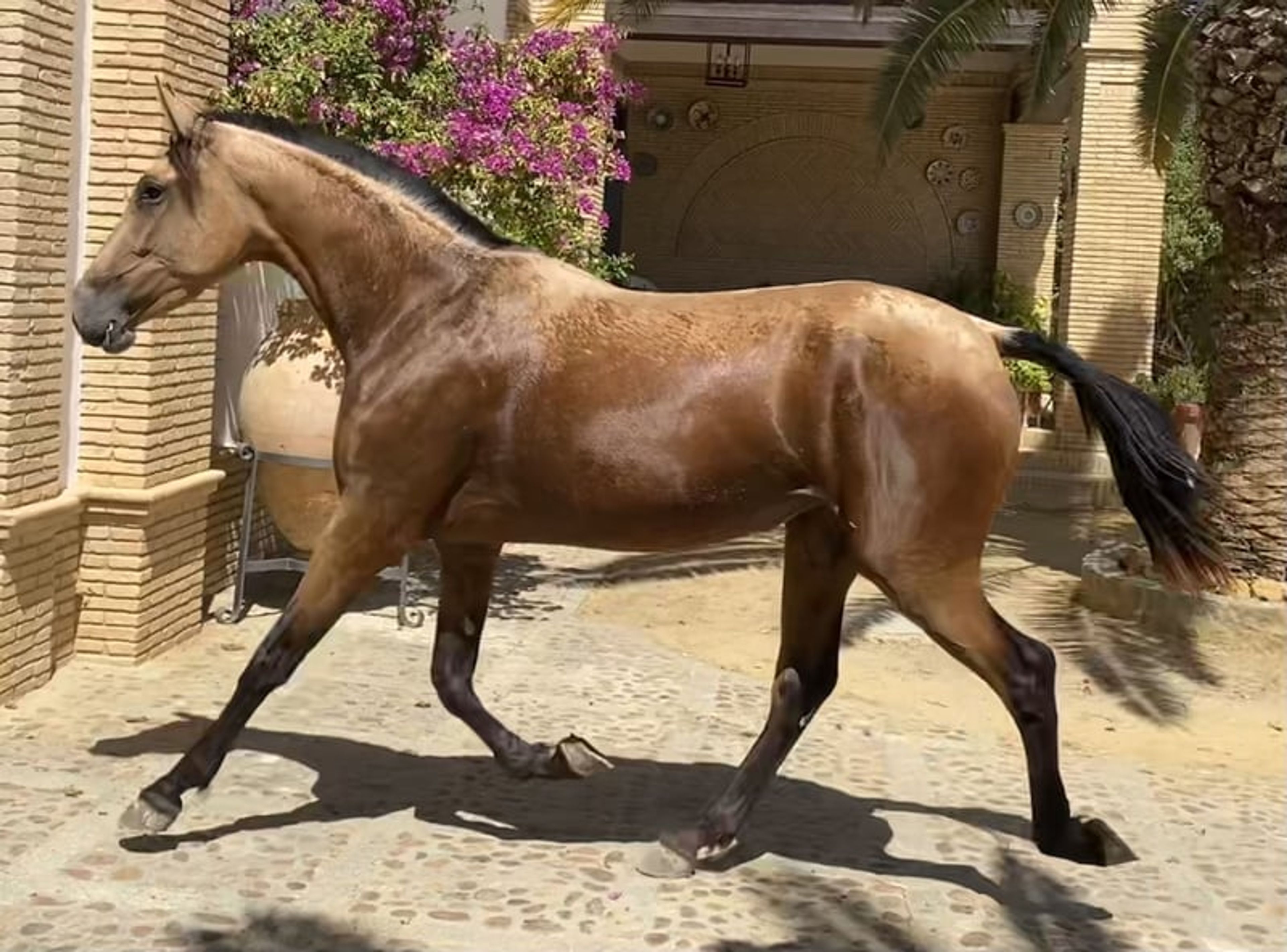 Special Buckskin Mare - Image 3