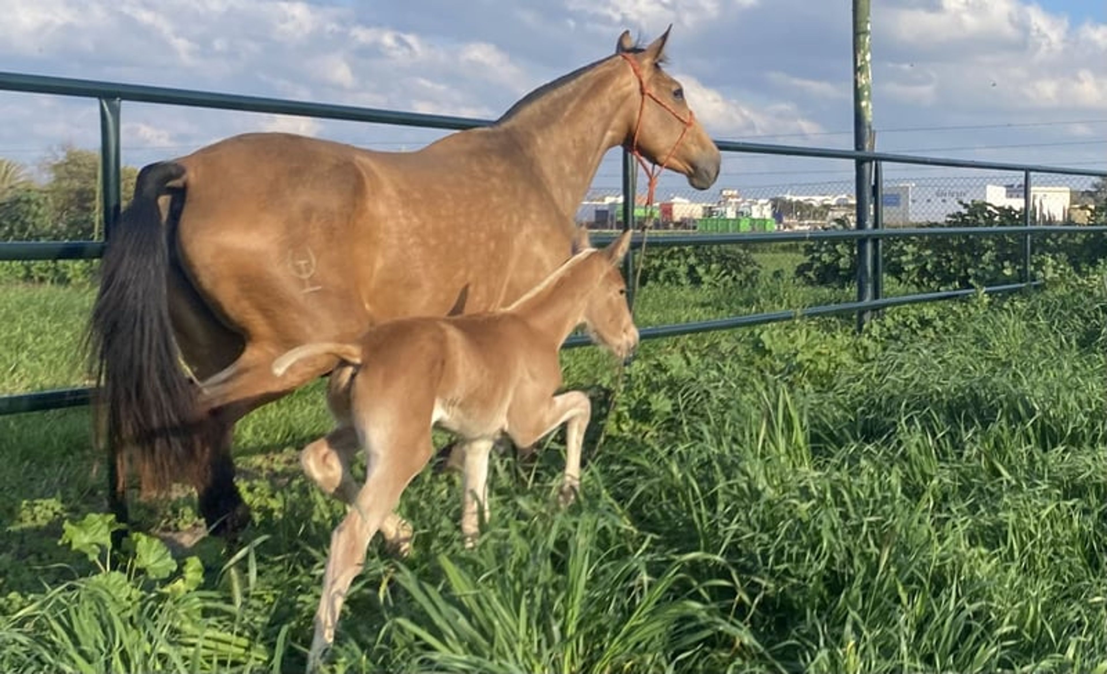 Special Buckskin Mare - Image 4
