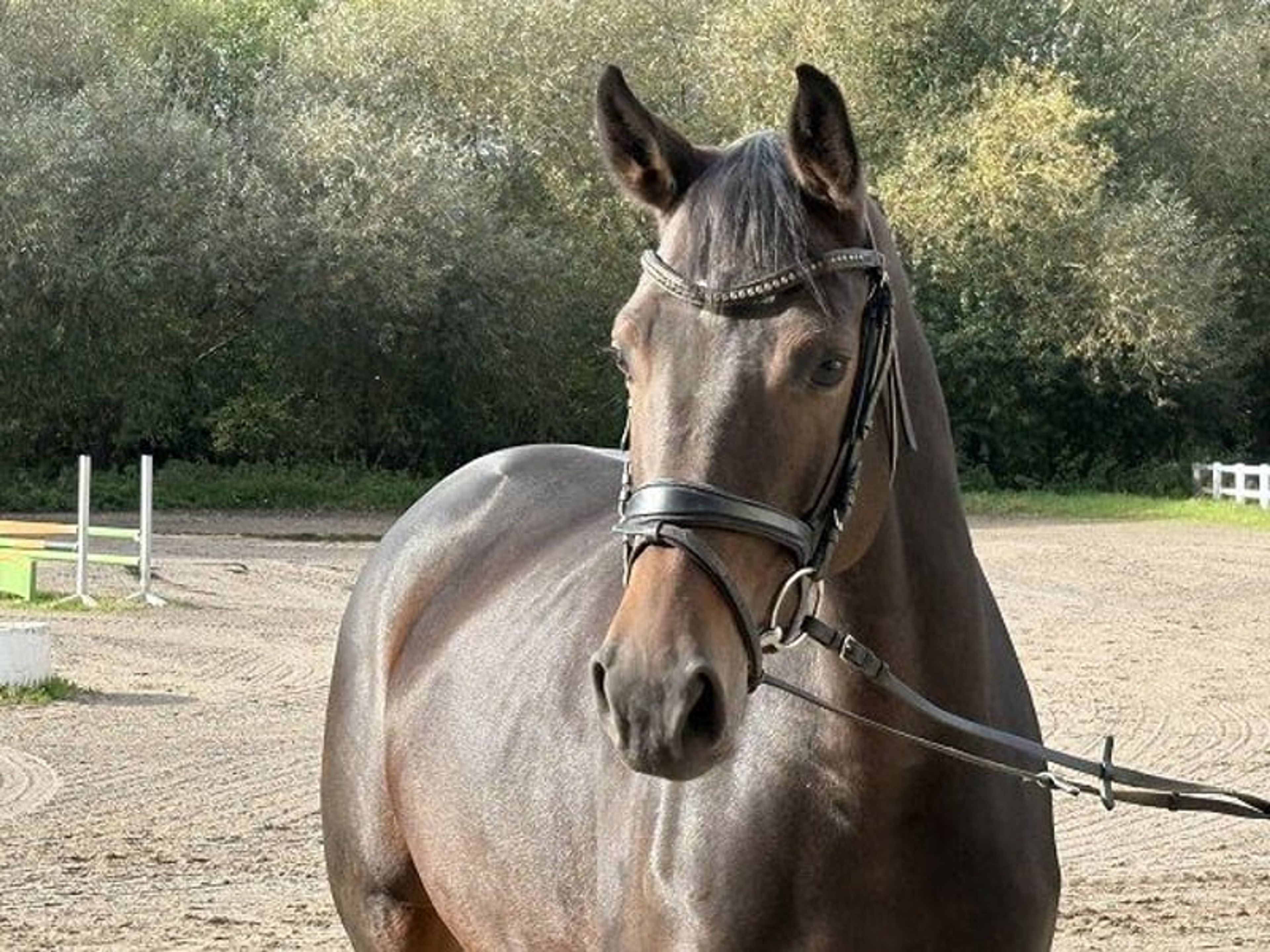 **BREEDER SALE DAY on Saturday, 24 October!** - Image 2