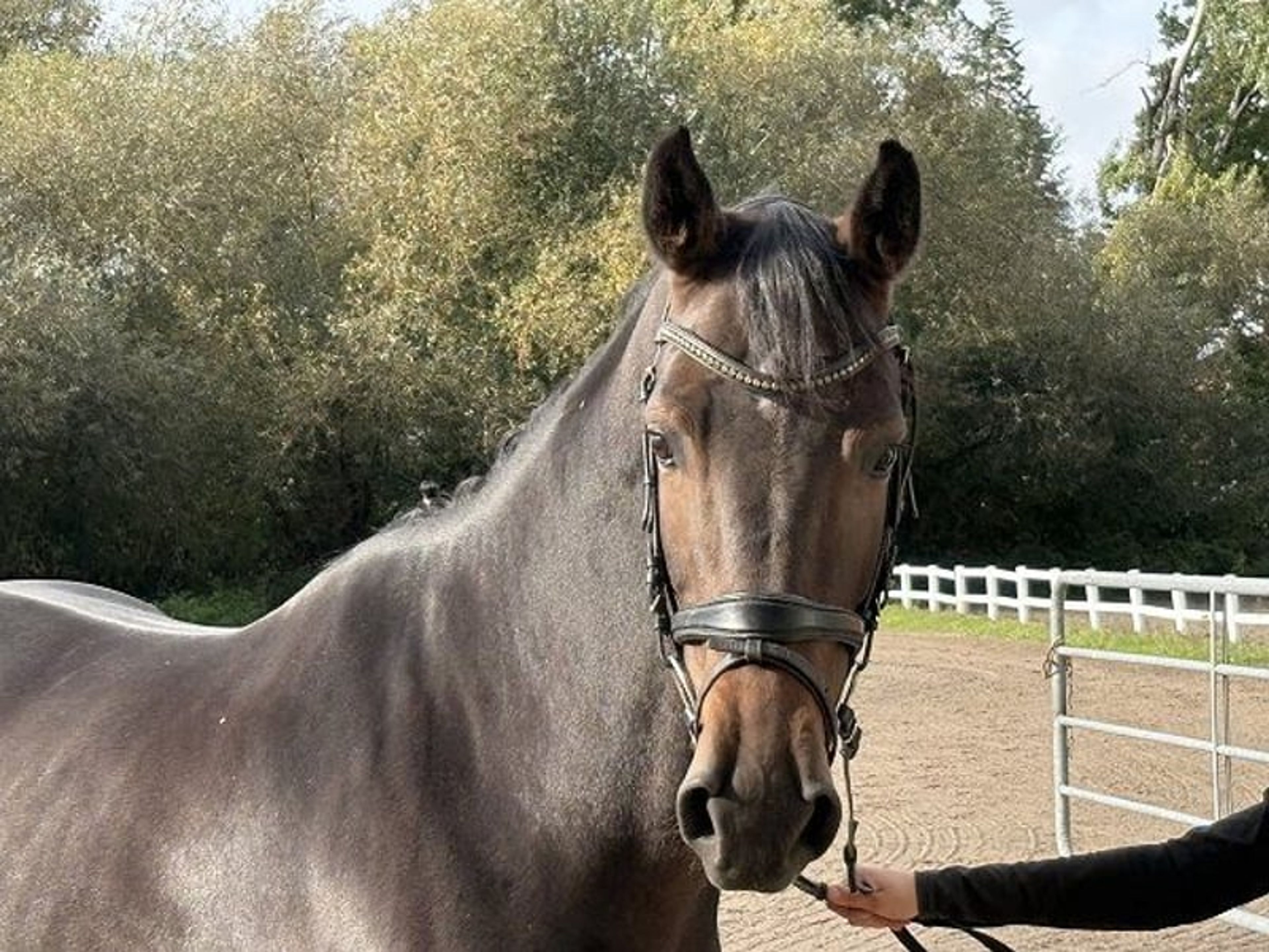 **BREEDER SALE DAY on Saturday, 24 October!** - Image 5
