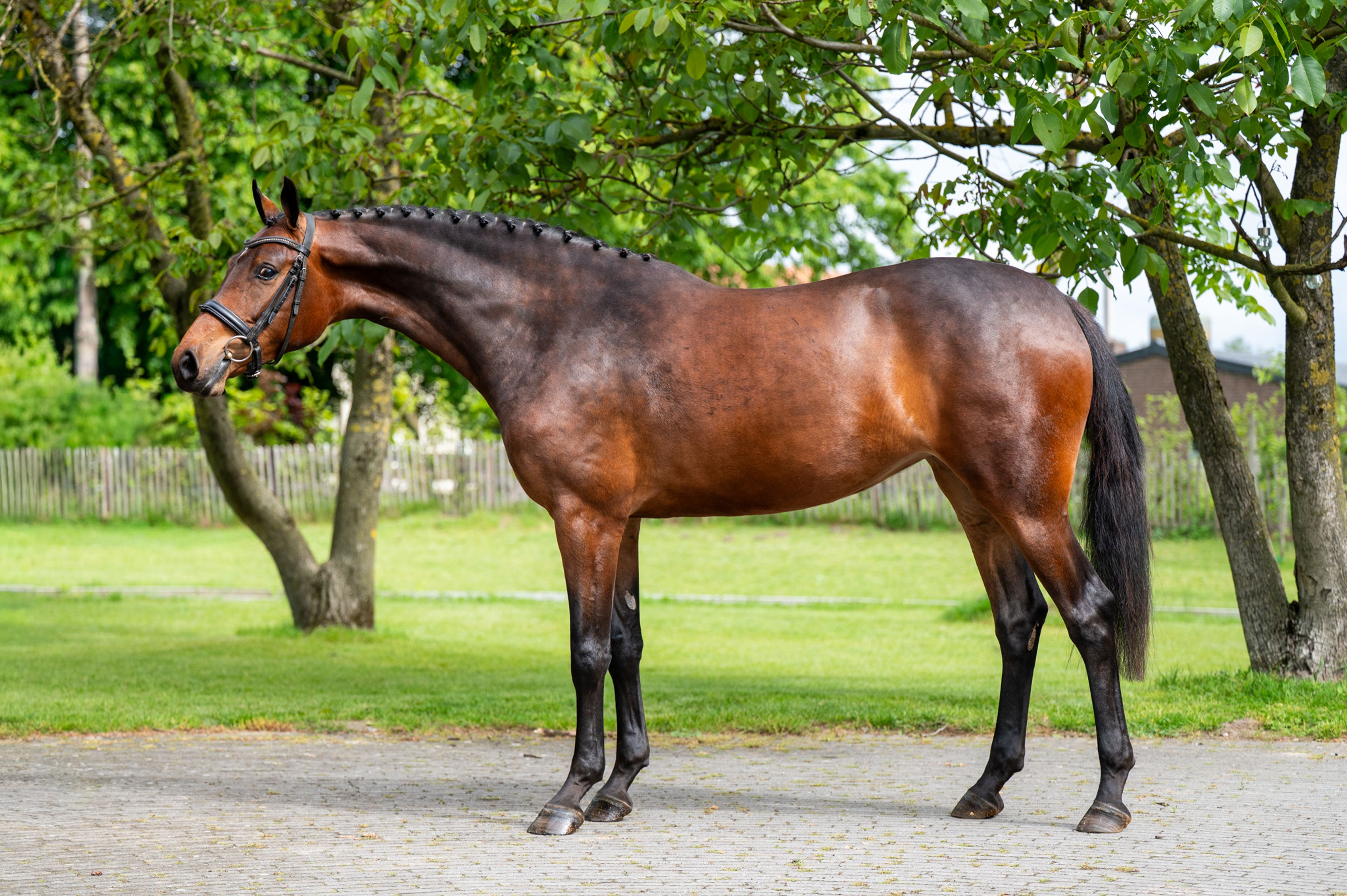 Salinka CHS (COMME IL FAUT x CLEARWAY) - Image 2