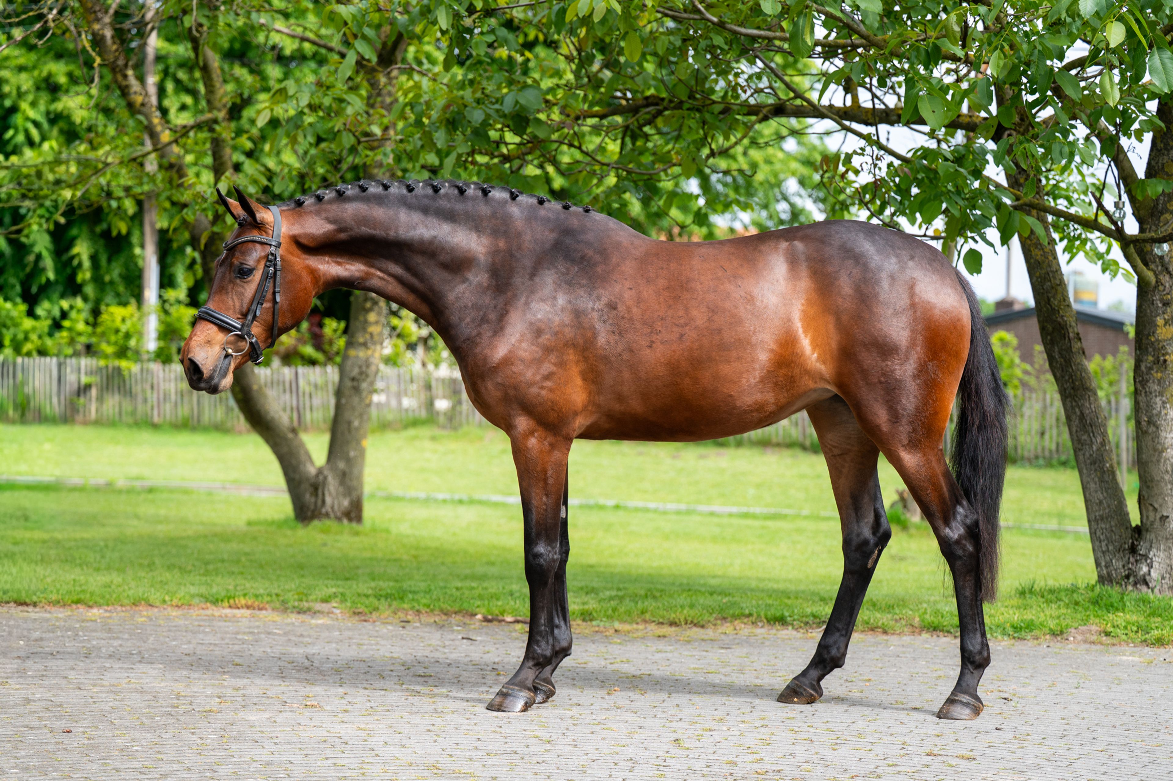 Salinka CHS (COMME IL FAUT x CLEARWAY) - Image 3